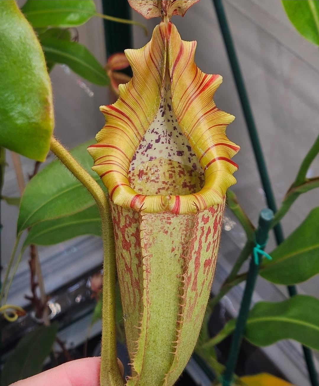 ビカクシダ P. Lemoinei no shield P.veitchii Lemoinei 'Shaved ice'② | groote plantage