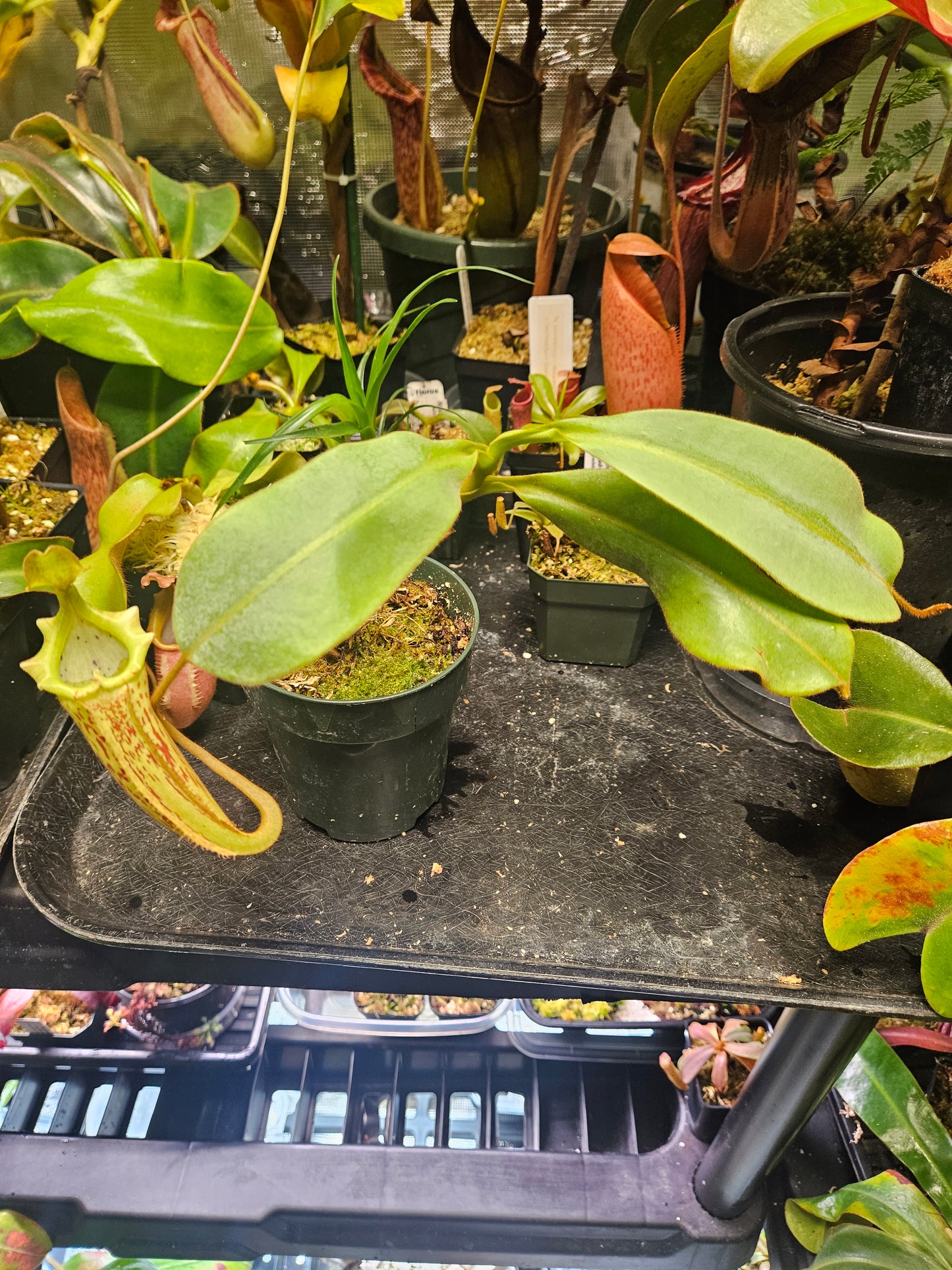 N. veitchii x platychila