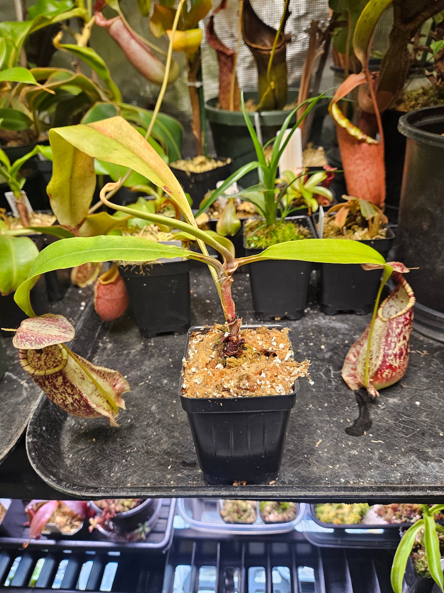 N. rafflesiana