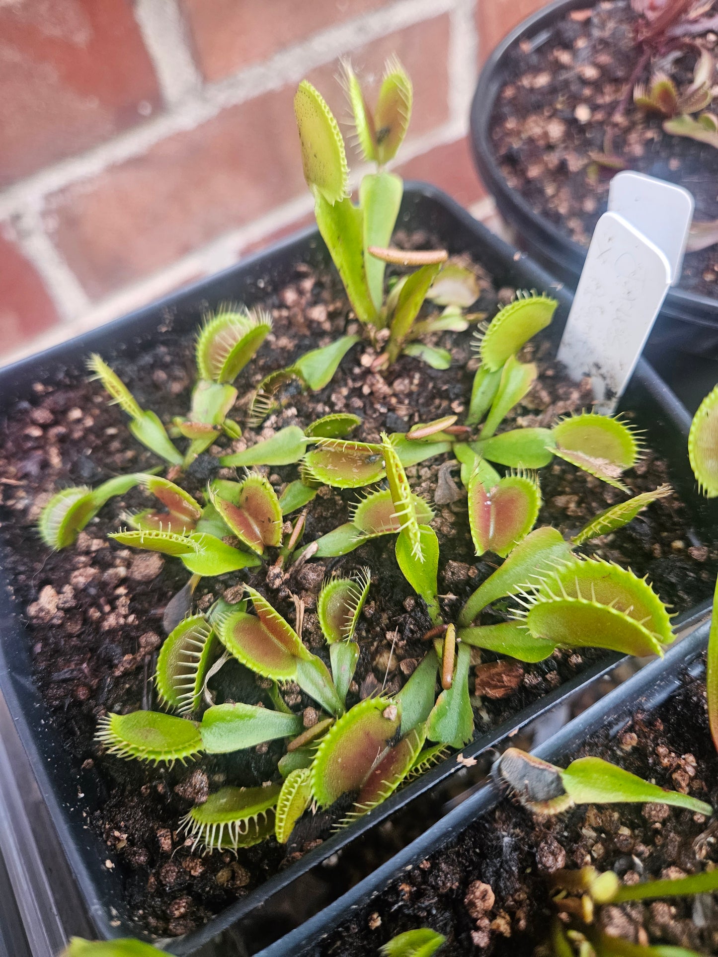 Dionaea m. 'Jaws' x 'Petite Dragon'