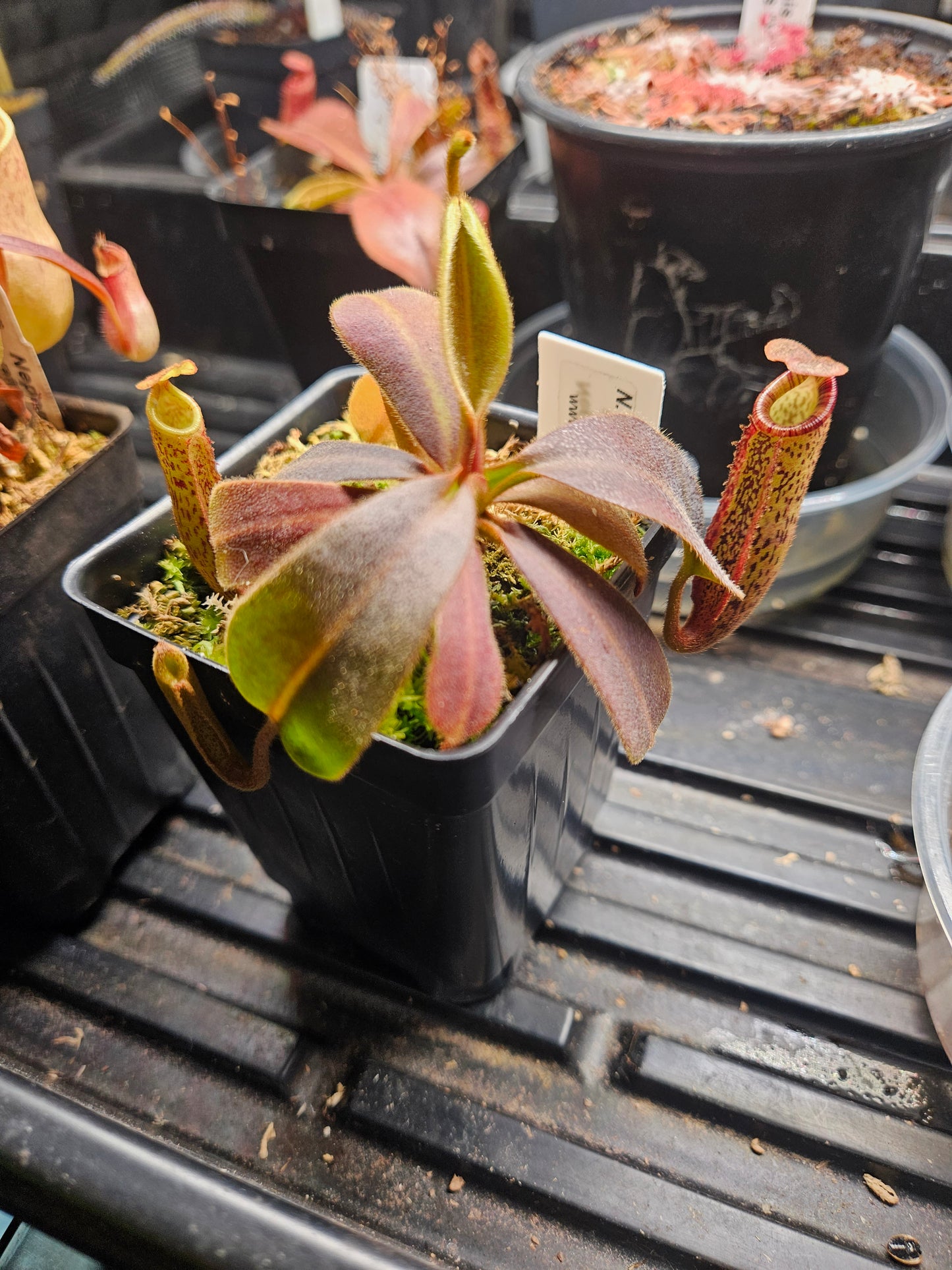 N. (veitchii x platychila) x vogelii