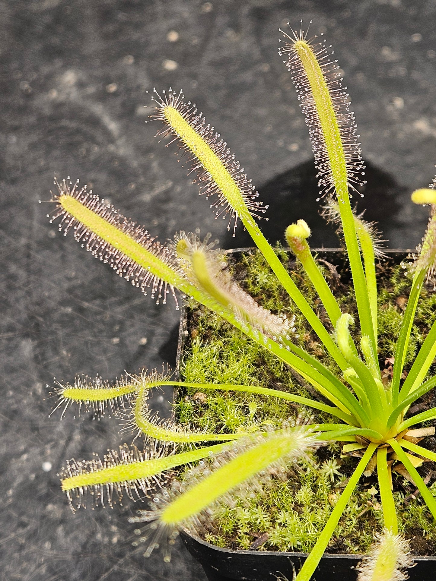 D. capensis 'Alba' narrow leaf