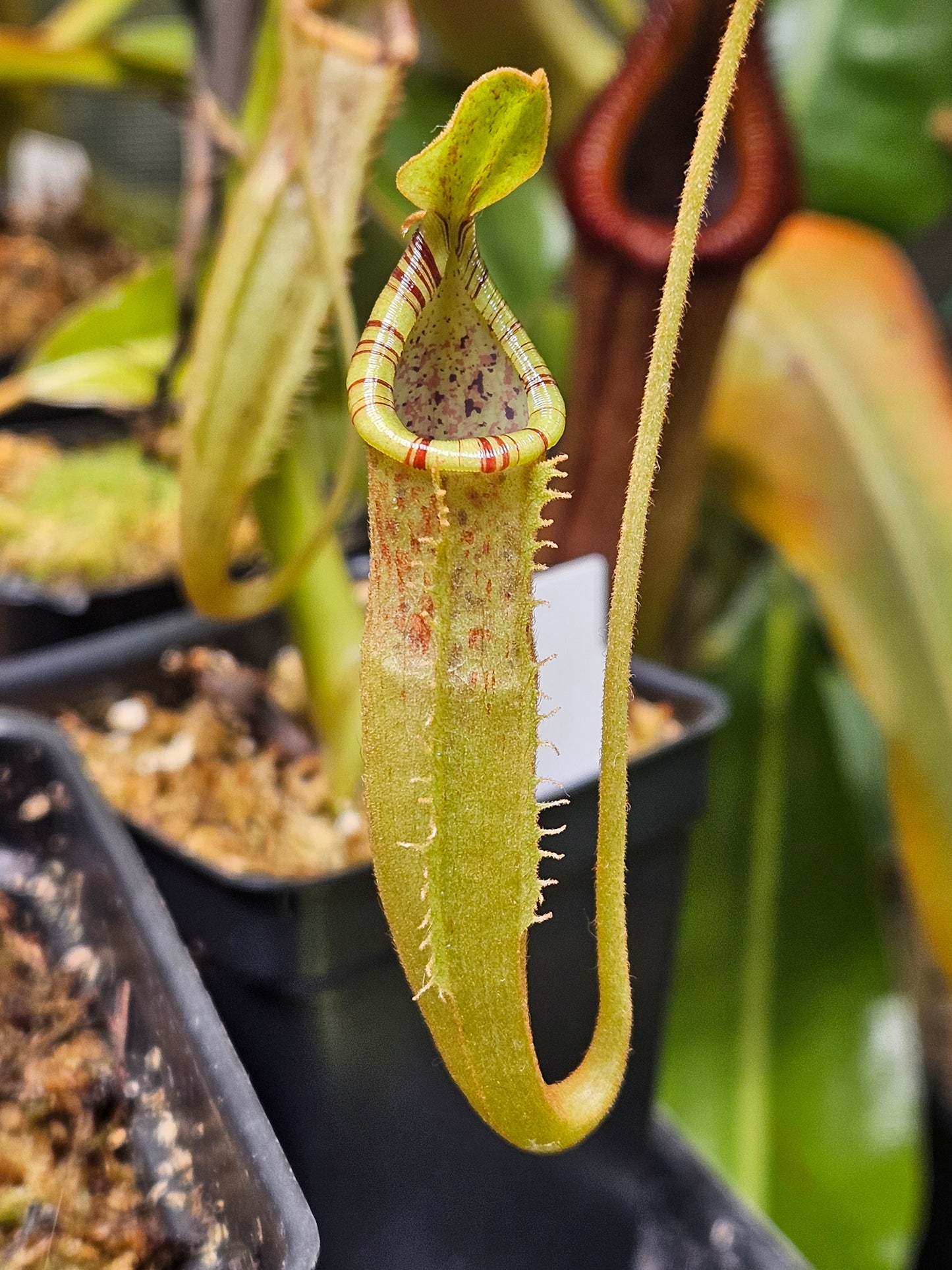 N. smilesii x platychila