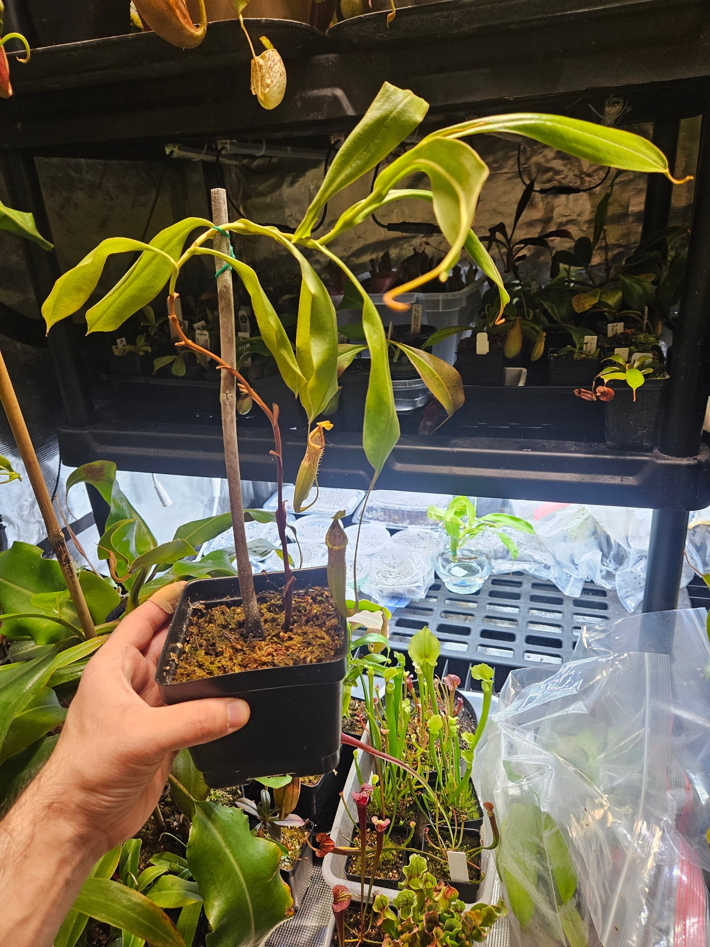 N. smilesii x platychila