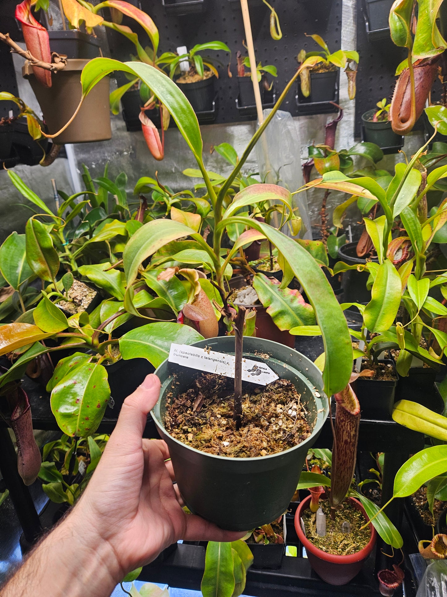 N. (spectabilis x talangensis) x truncata EP