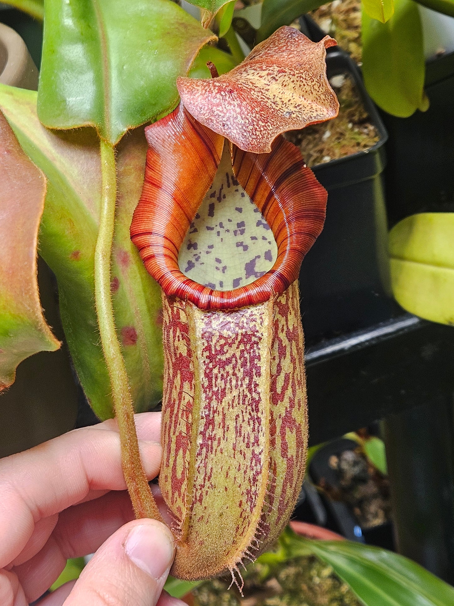 N. boschiana x veitchii (m) Bario - squat, pink form EP