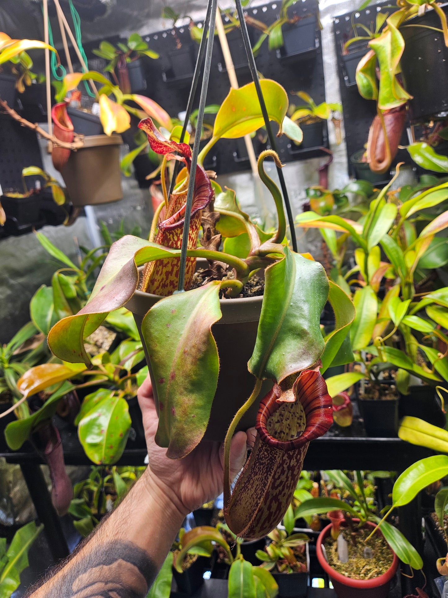 N. boschiana x veitchii (m) Bario - squat, pink form EP