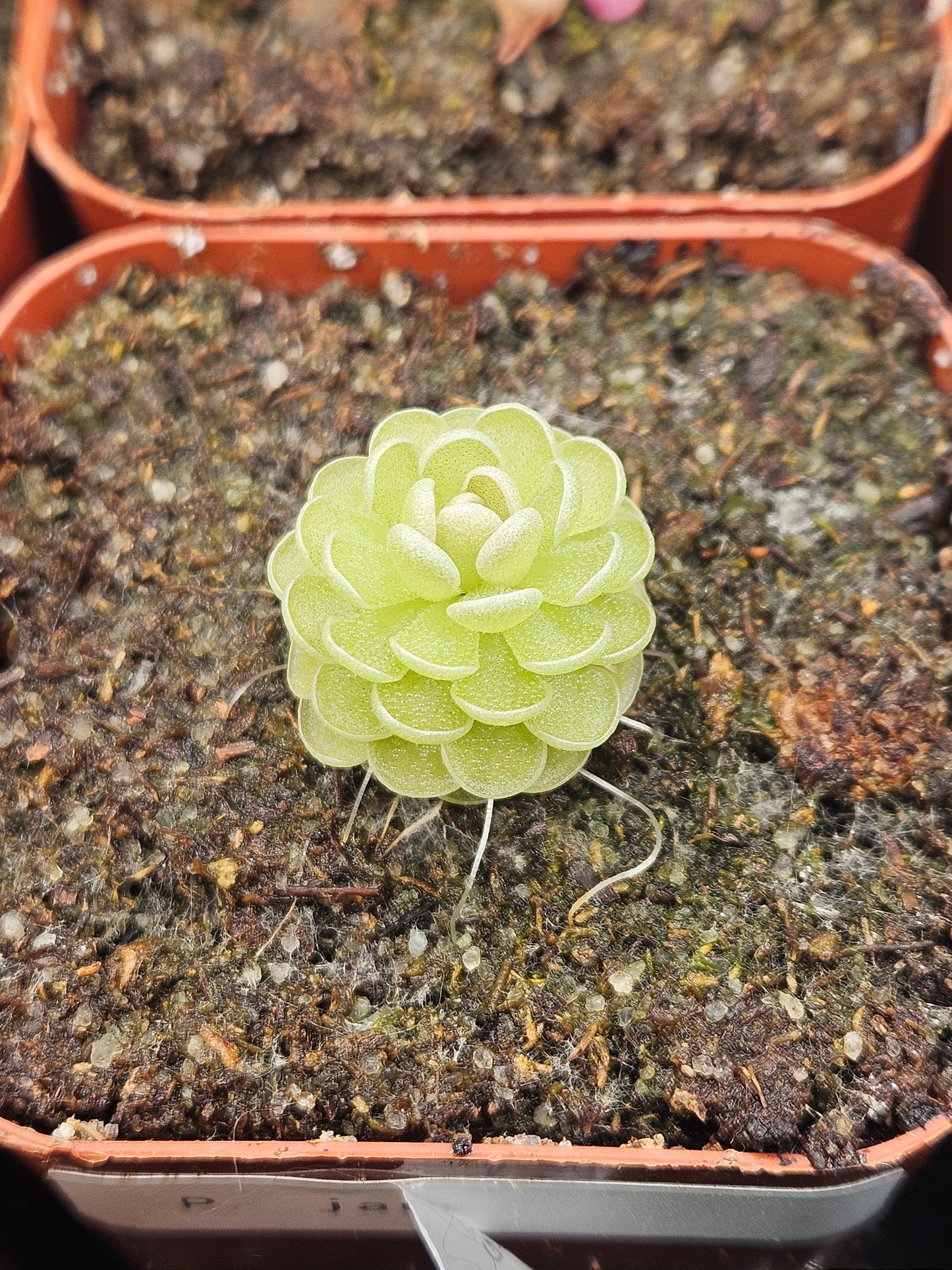 P. jaumavensis