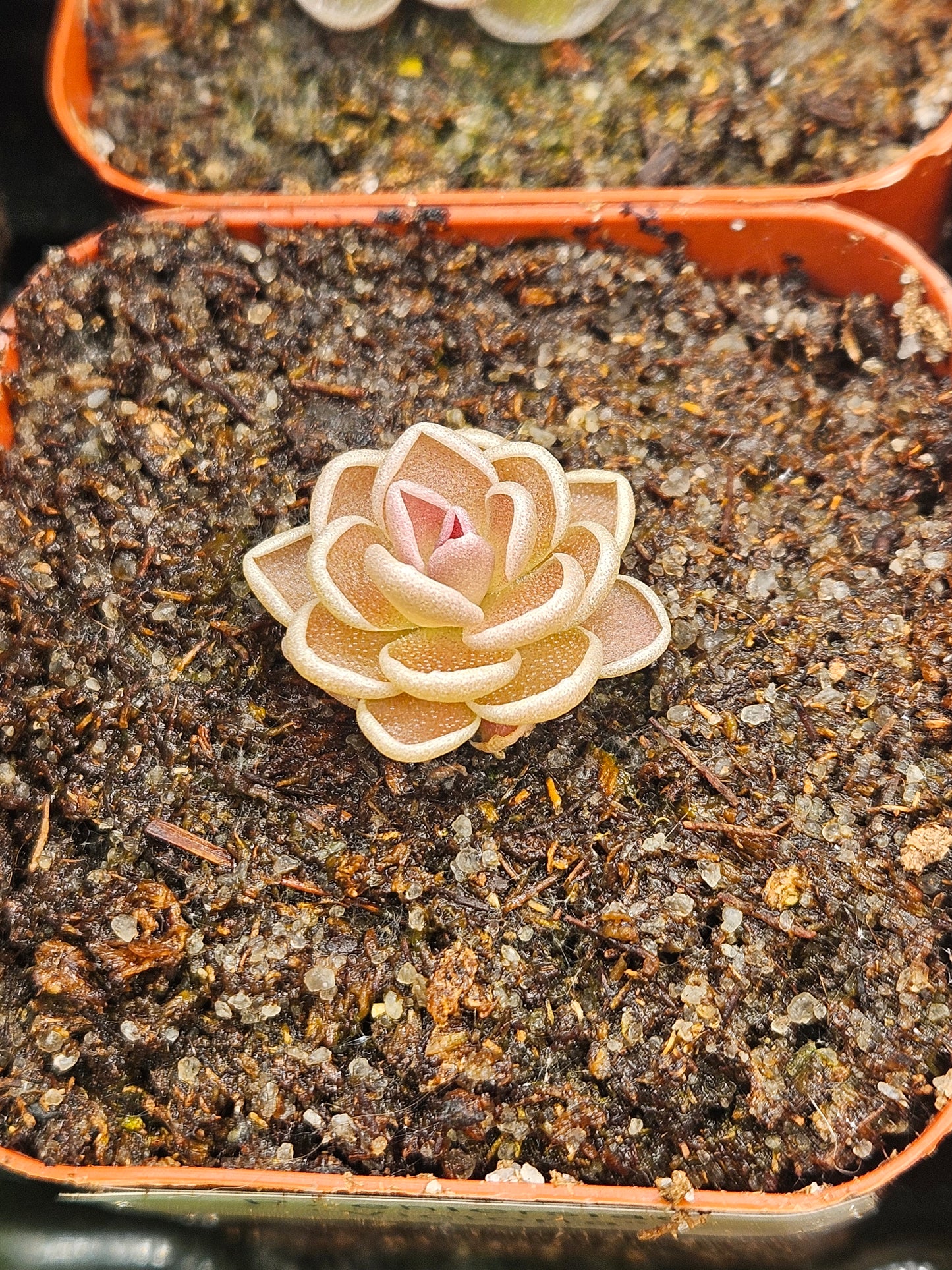P. ehlersiae 'Victoria'
