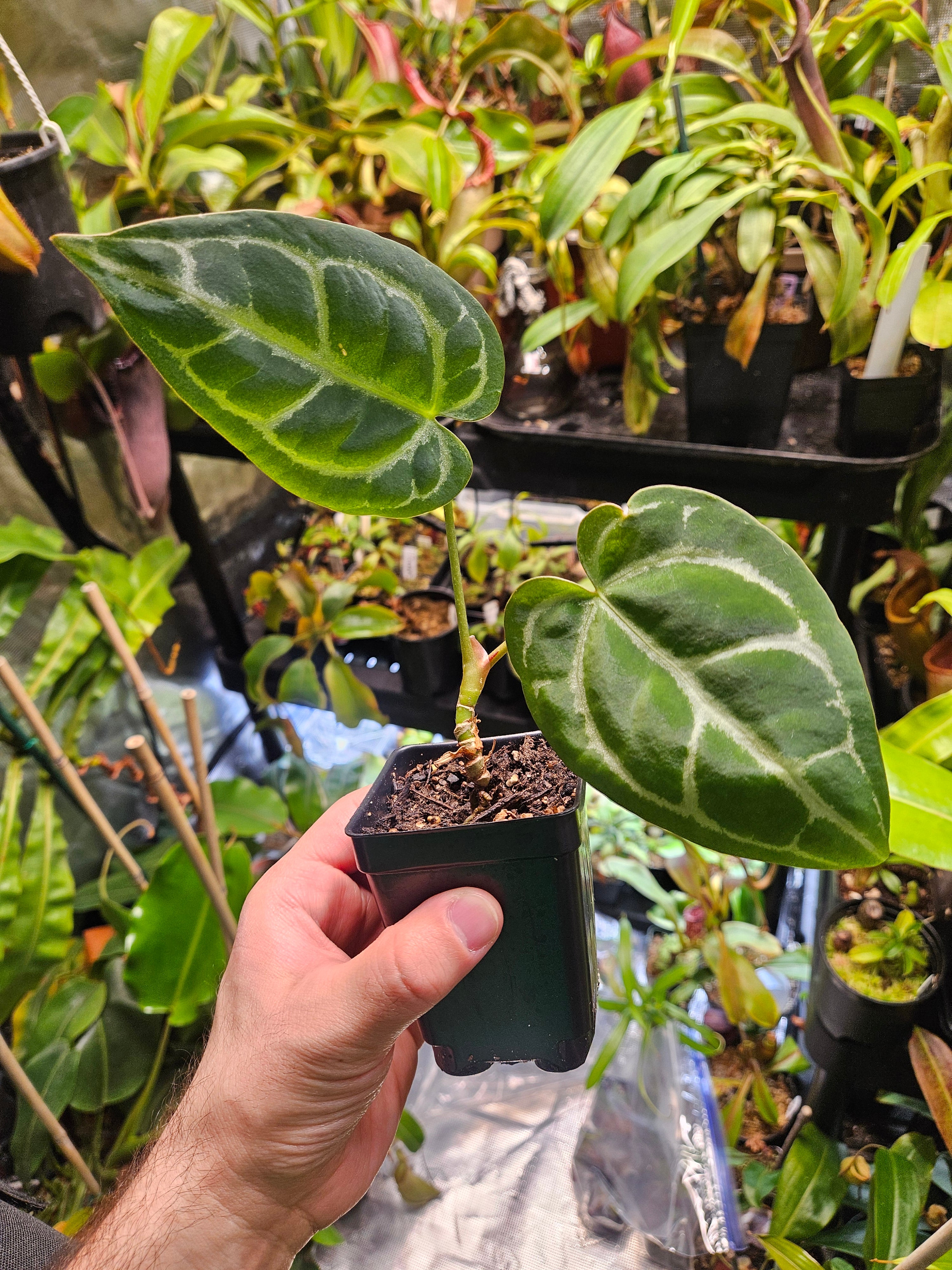 anthurium red crystallinum x magnificum Anthurium crystallinum x (crystallinum x magnificum) – CarnageFarms