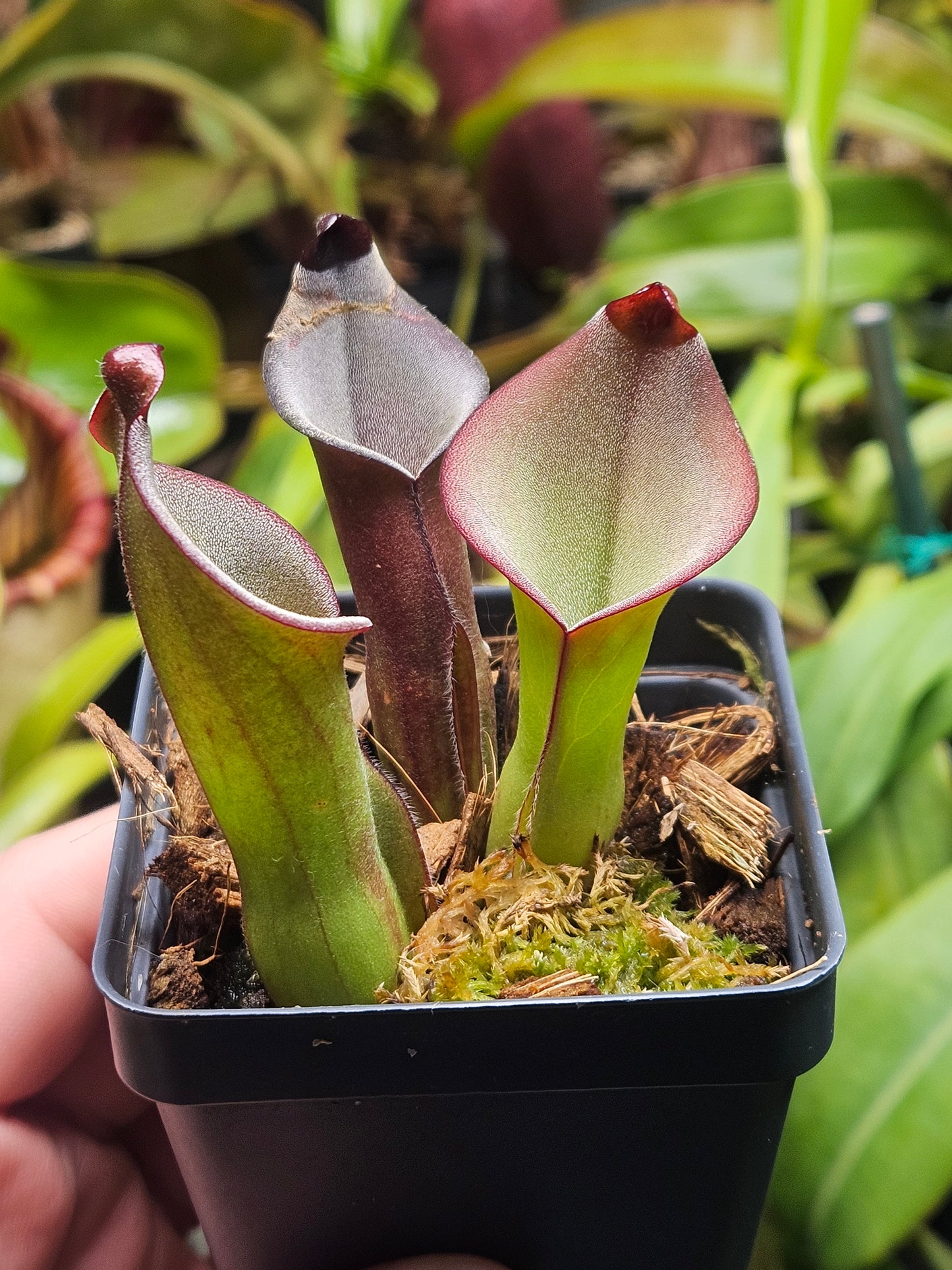 H. exappendiculata (Amuri Tepui) x (heterodoxa x ionasi) AW