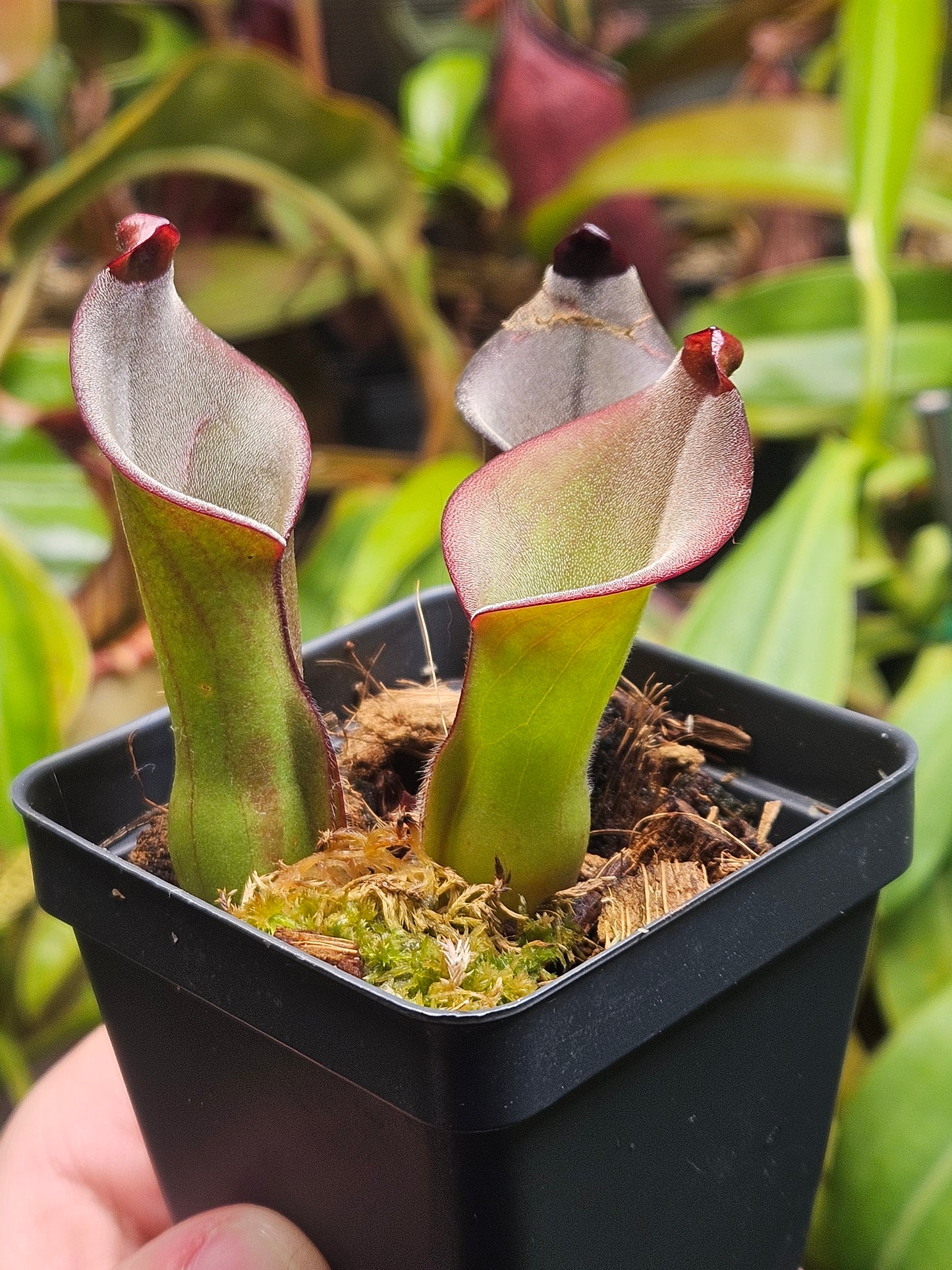 H. exappendiculata (Amuri Tepui) x (heterodoxa x ionasi) AW