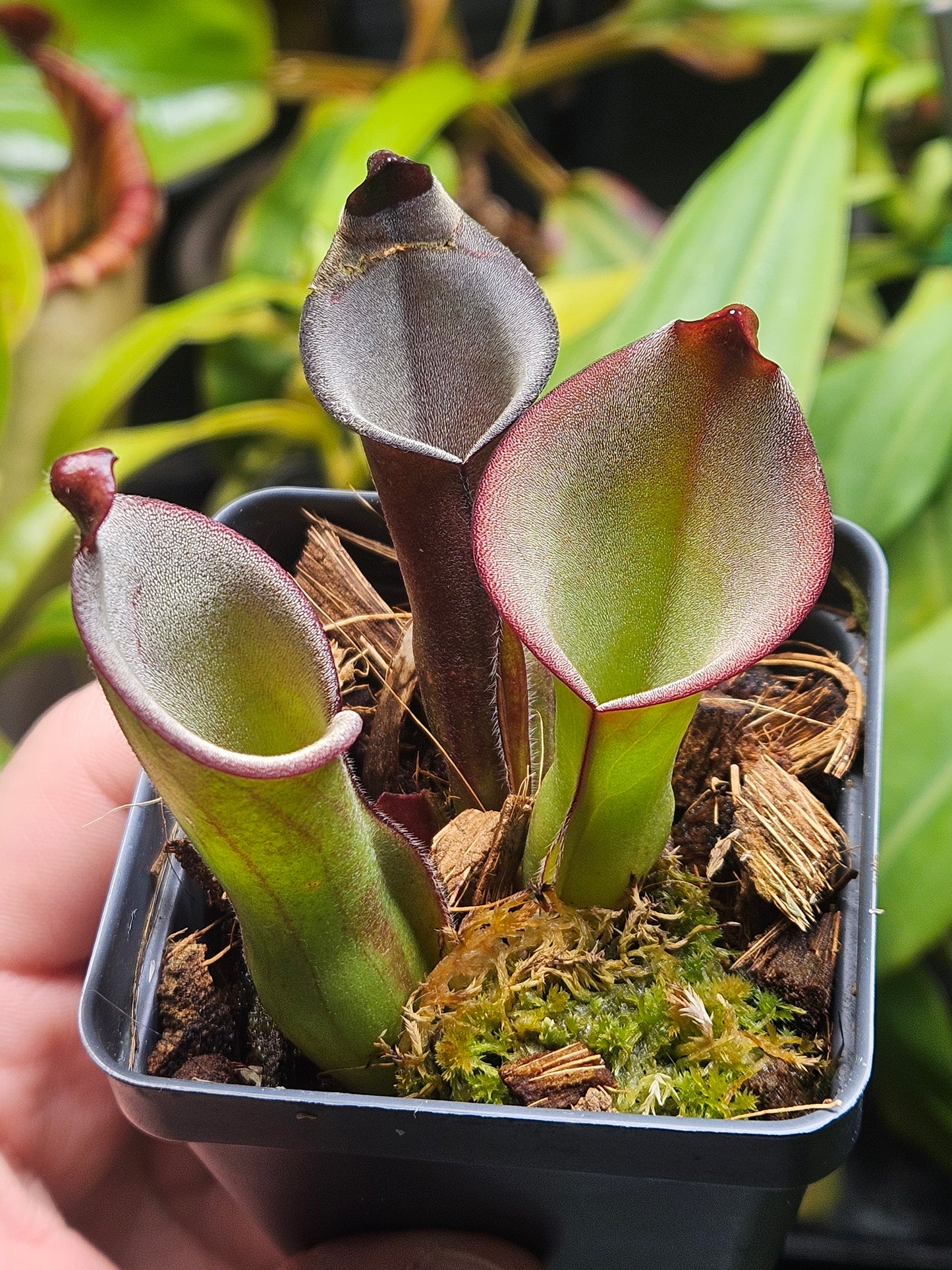 H. exappendiculata (Amuri Tepui) x (heterodoxa x ionasi) AW