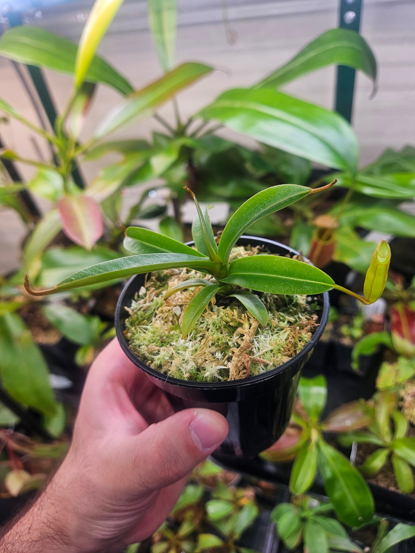 N. densiflora x (singalana x diabolica)