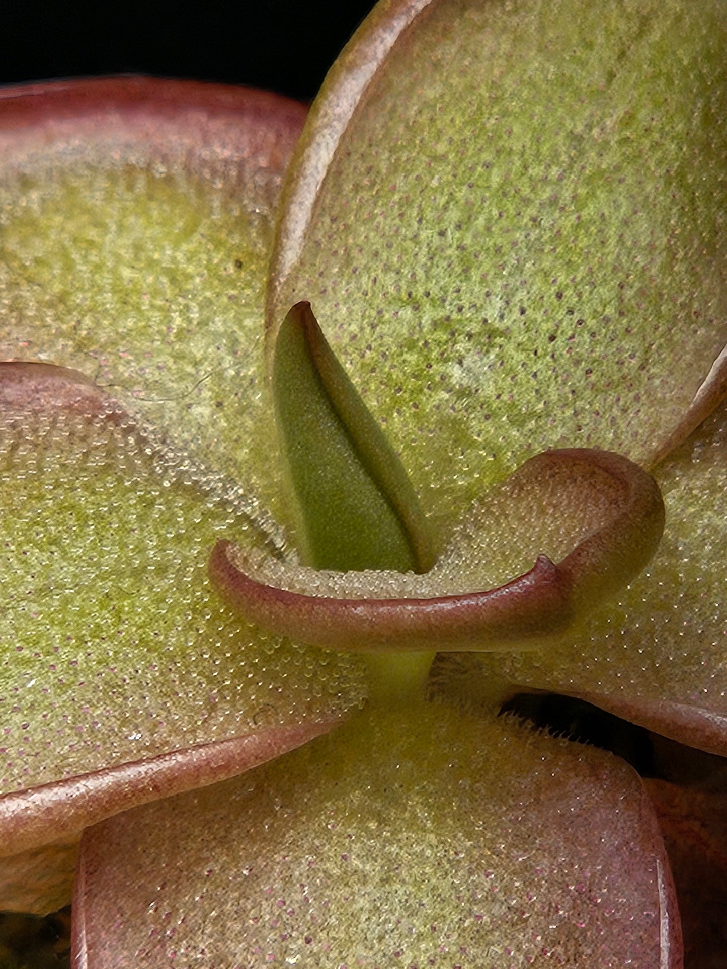 P. laueana