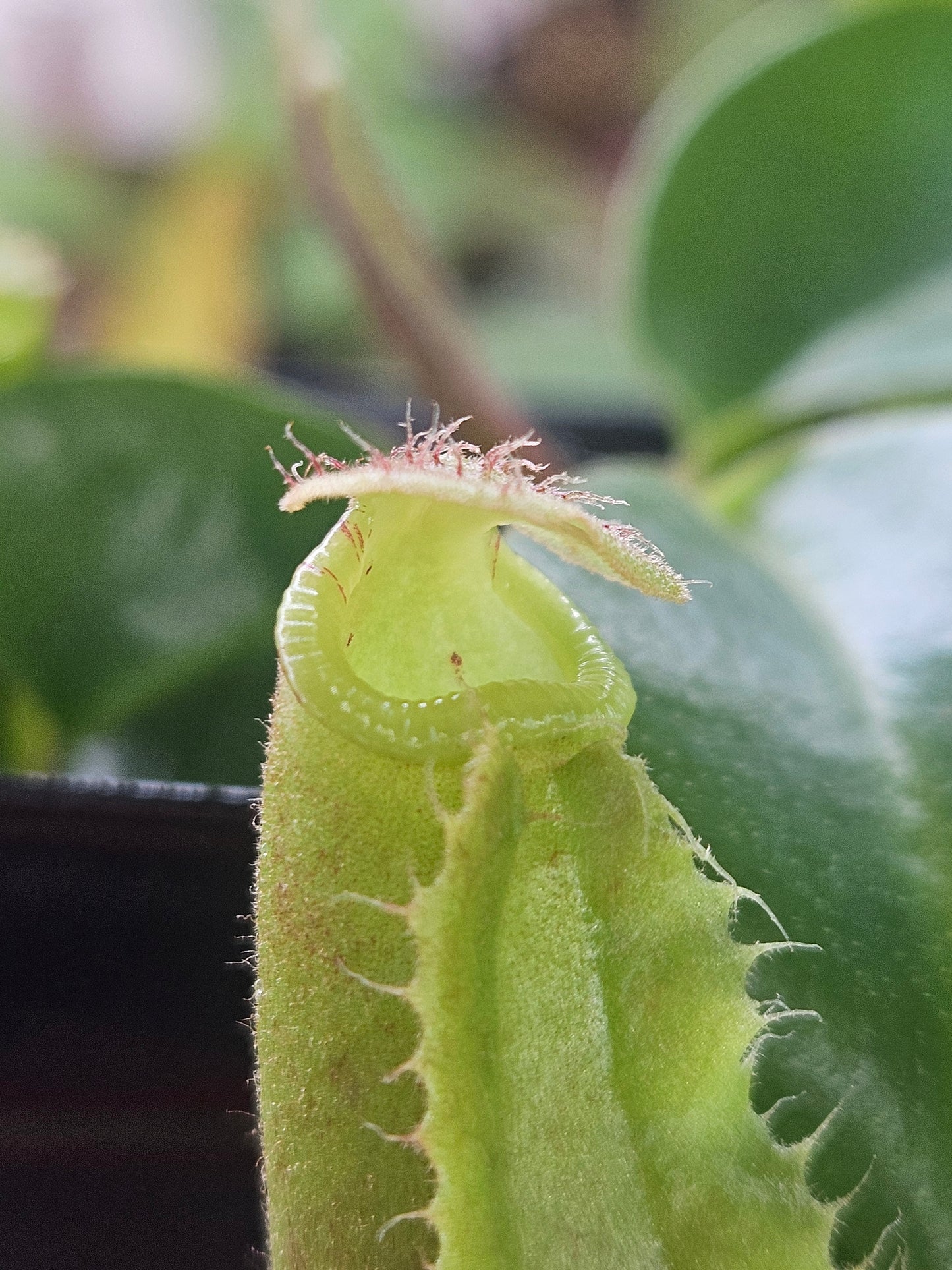 N. truncata (Red x Striped)