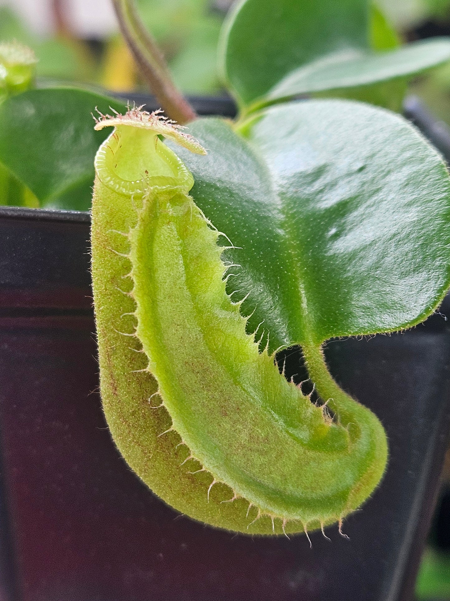 N. truncata (Red x Striped)