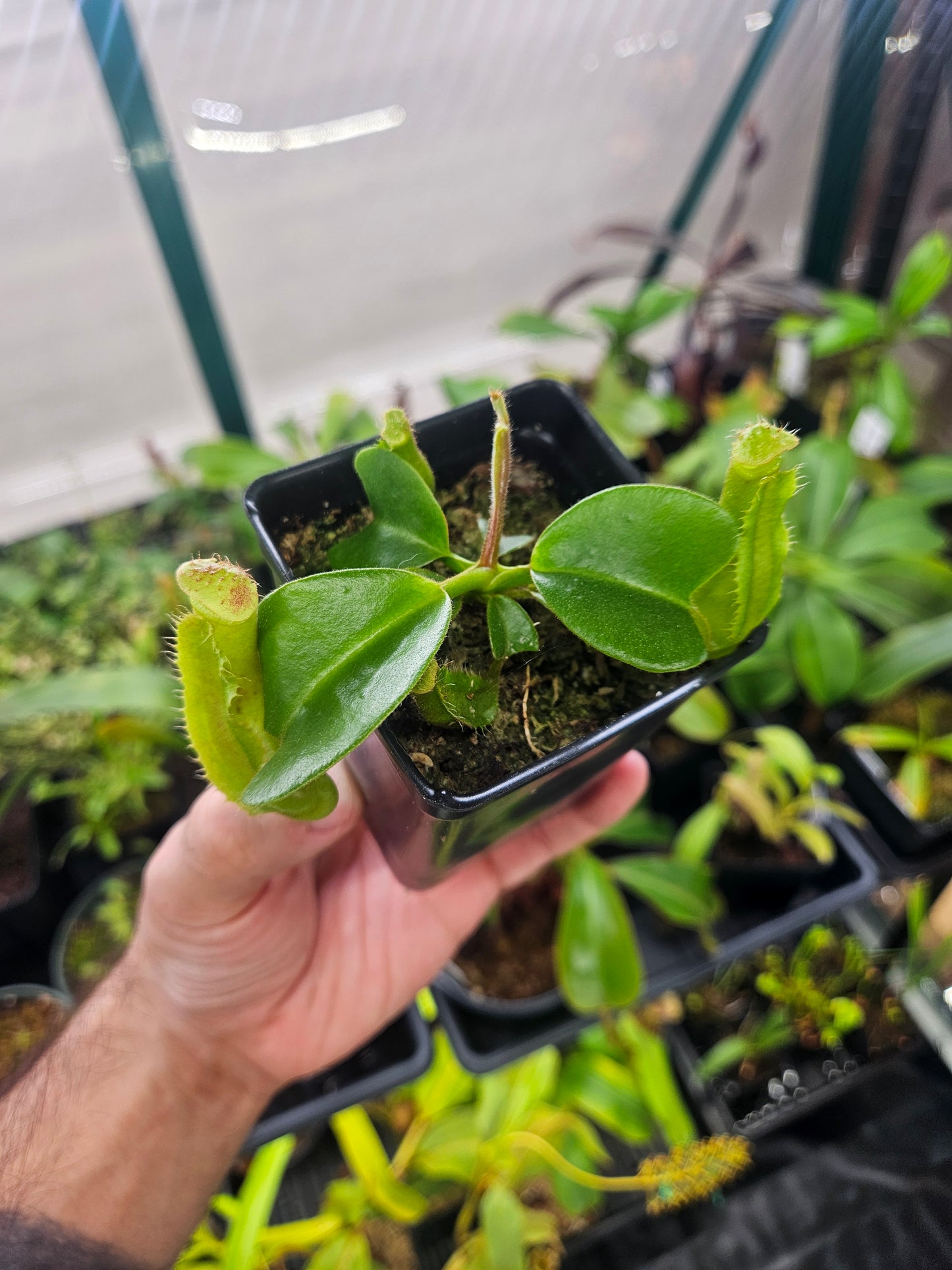 N. truncata (Red x Striped)