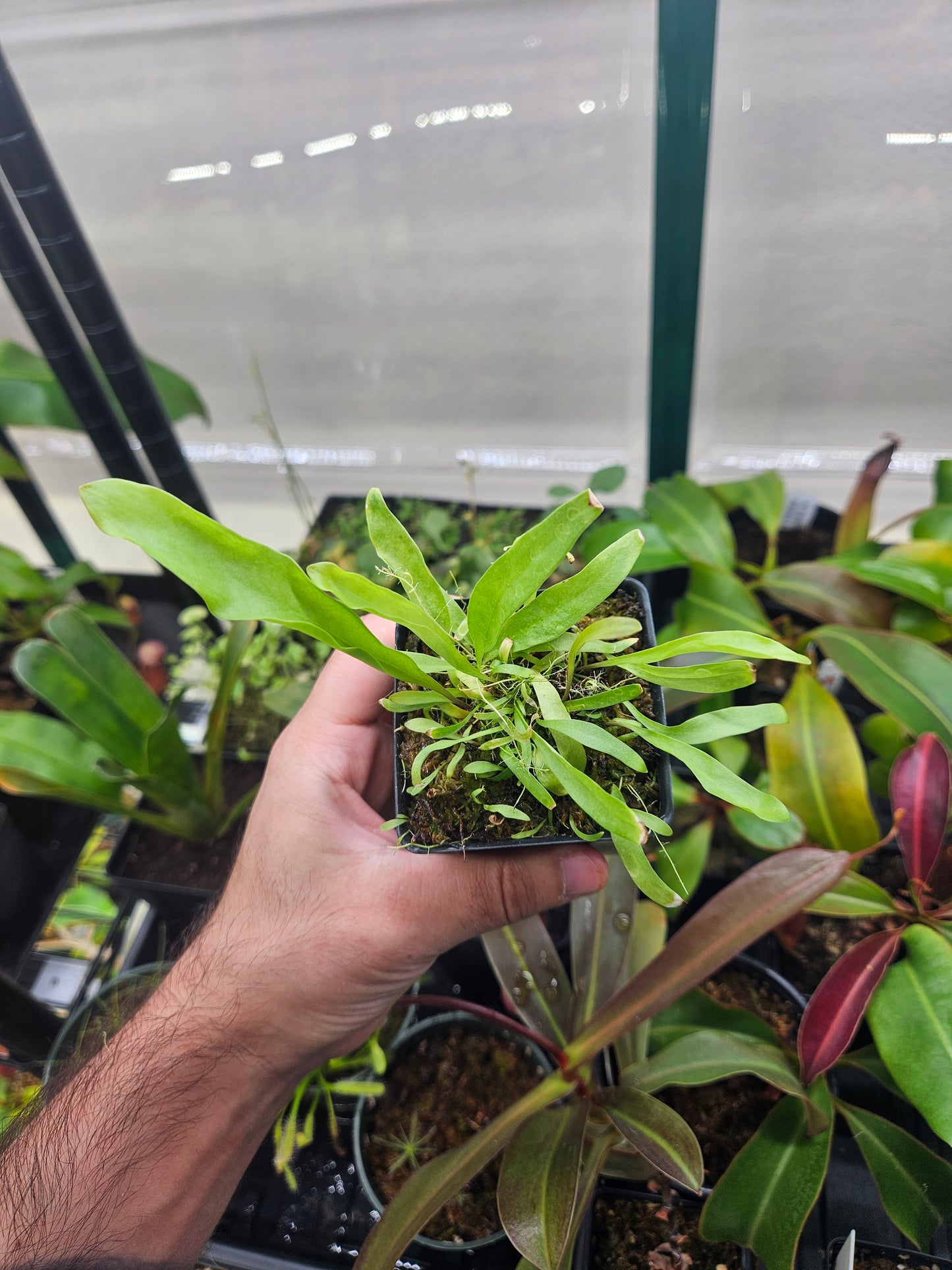 U. longifolia