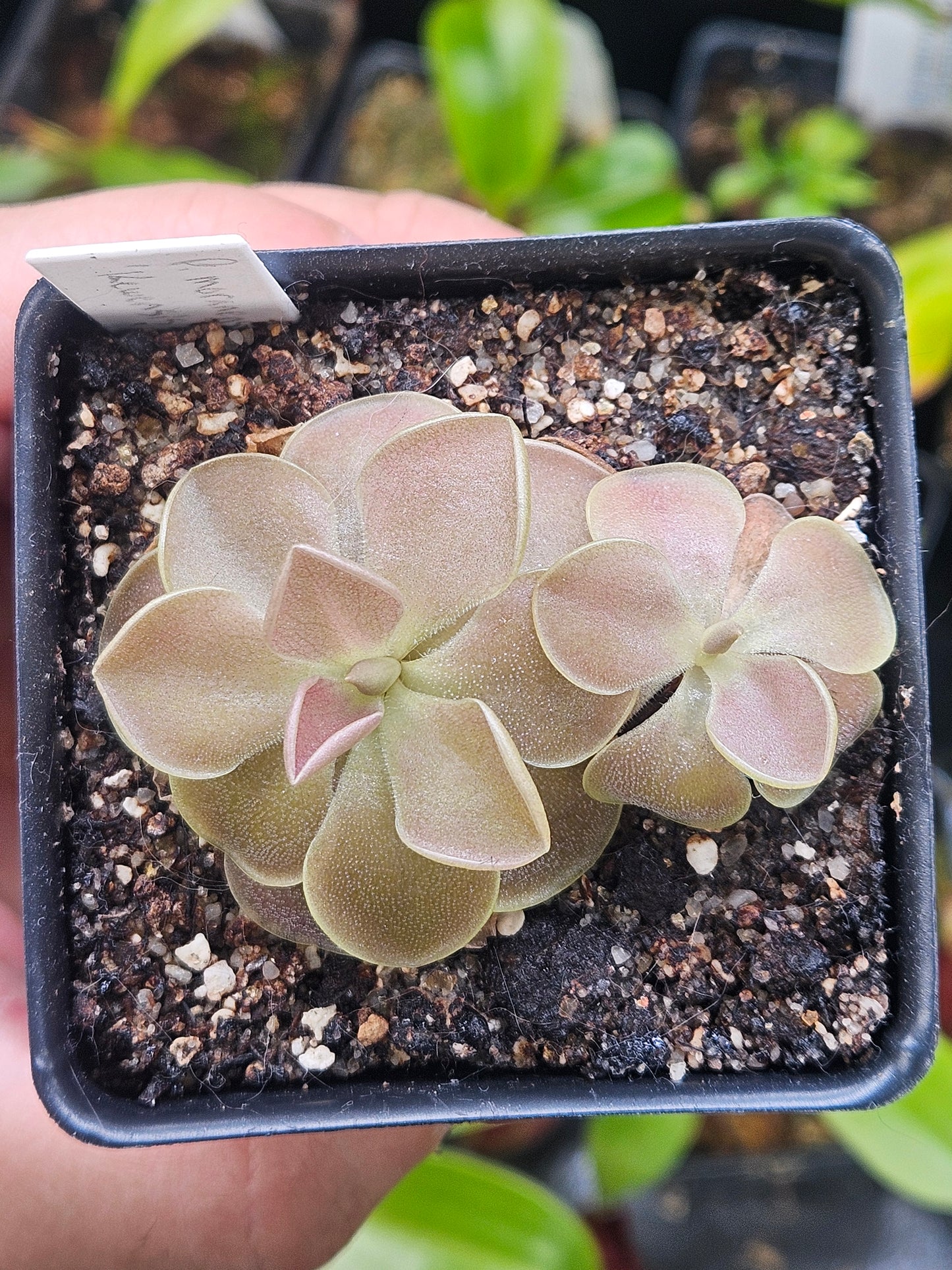 P. moranensis "Kewensis"