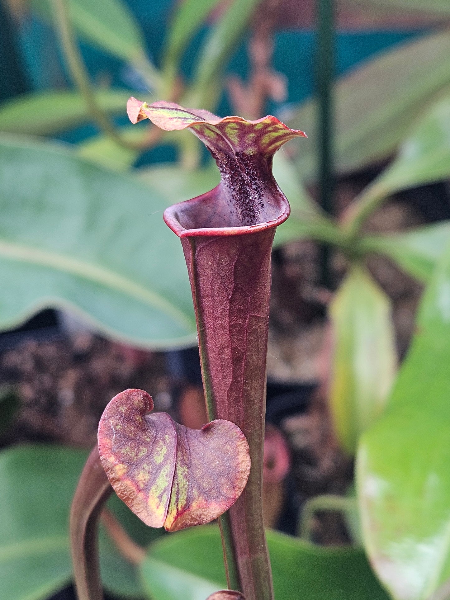 S. flava var. atropurpurea
