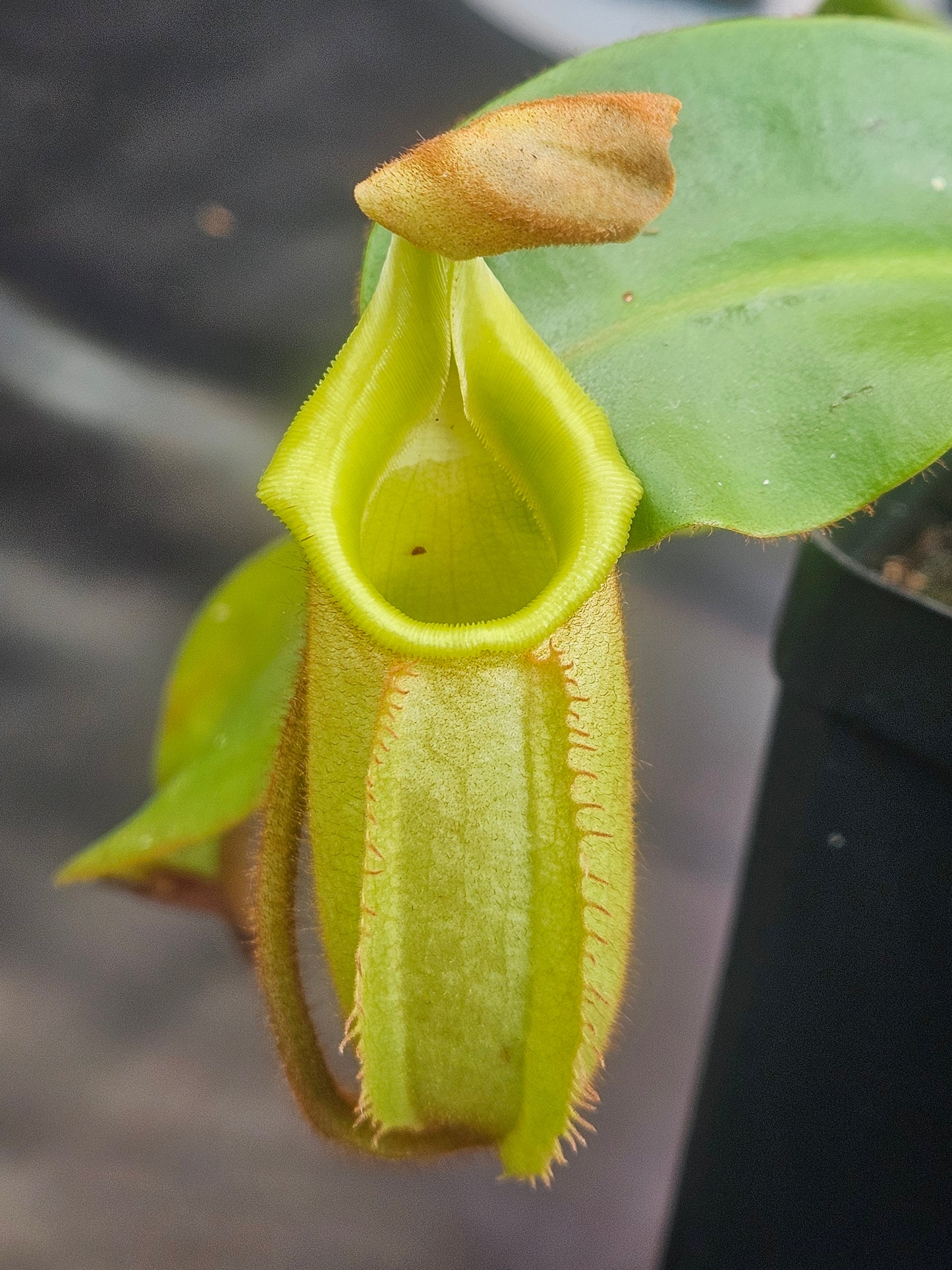 N. 'Red Dragon' x veitchii
