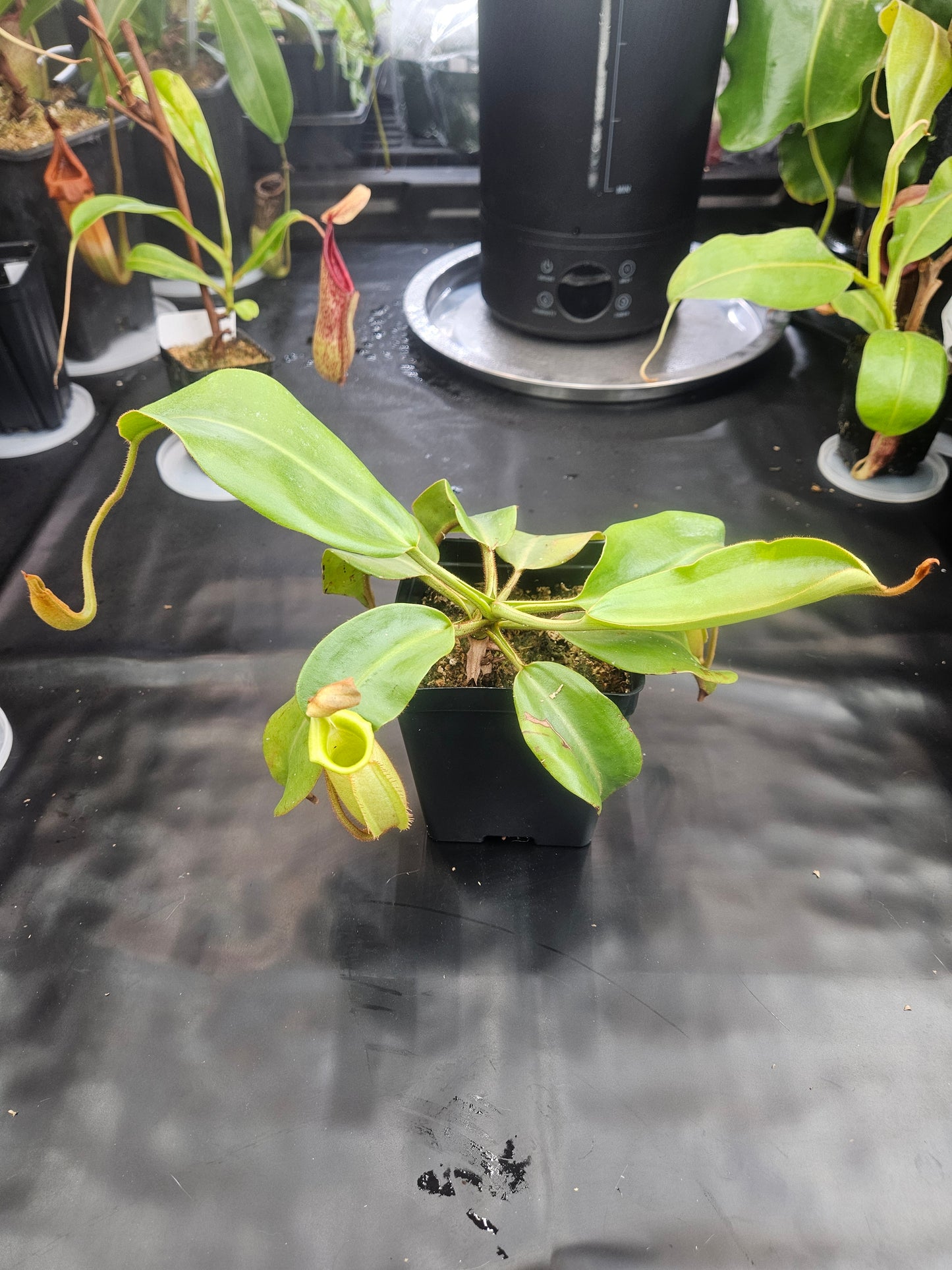 N. 'Red Dragon' x veitchii