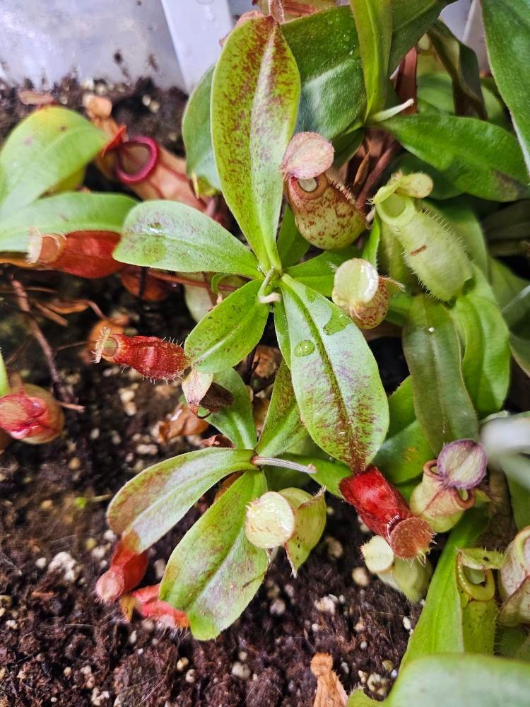 N. (Globosa x ampullaria 'Black Miracle') x bicalcarata