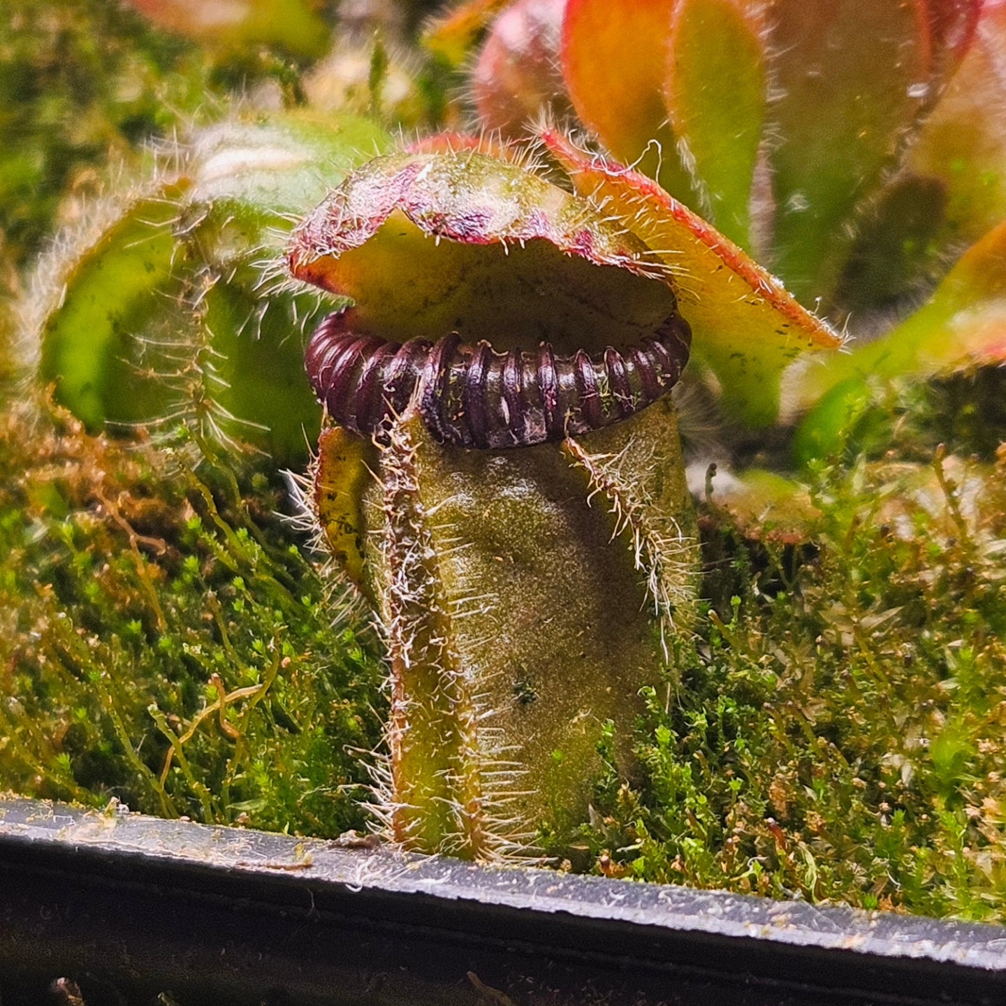 C. follicularis (Hummer's Giant x Self) x 'OG Black'
