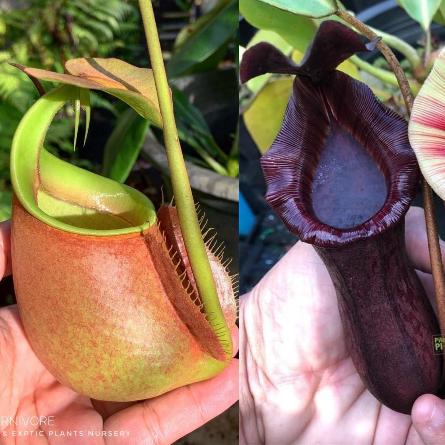 N. bicalcarata x [(lowii x veitchii) x boschiana] – CarnageFarms