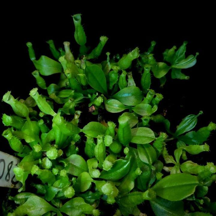 N. bicalcarata x 'Caesar' - CE