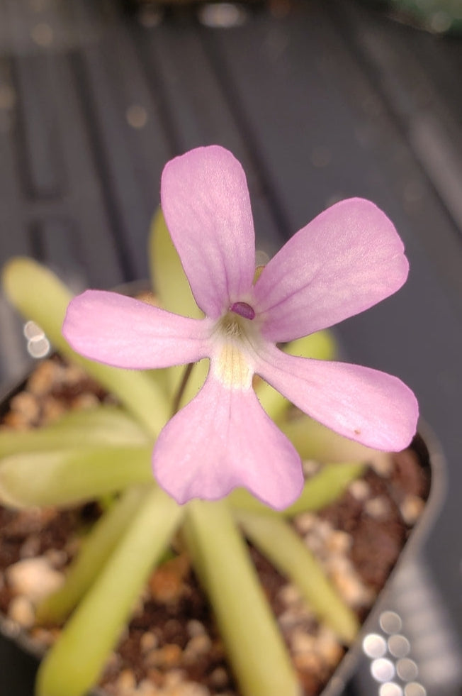 P. gypsicola x moctezumae