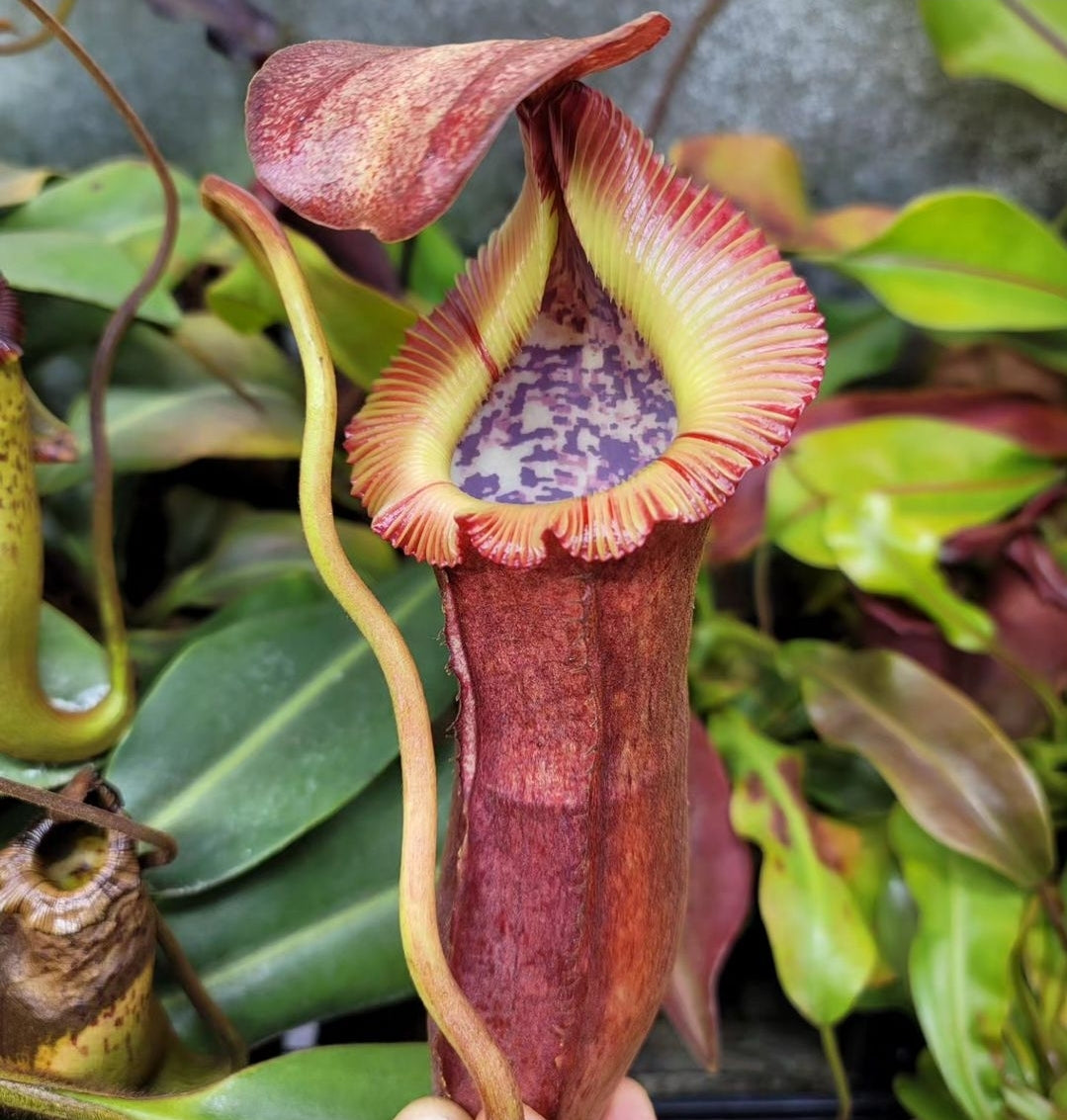 チェリー Nepenthes [(lowii x veitchii) x boschiana] -Red Ruffled x clipeata