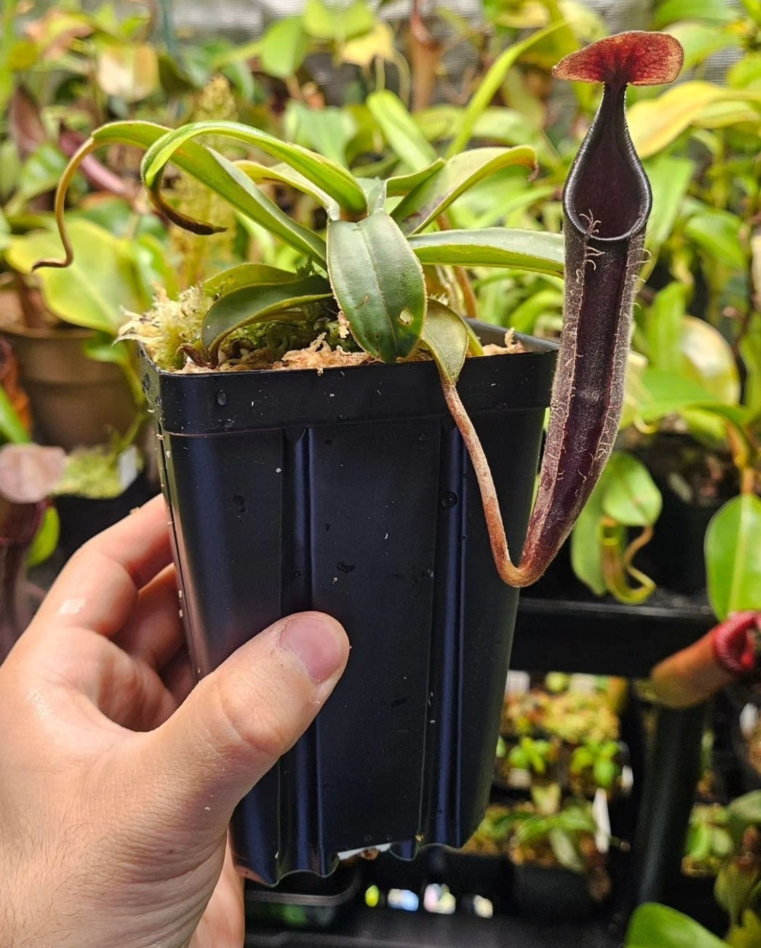 N. lingulata