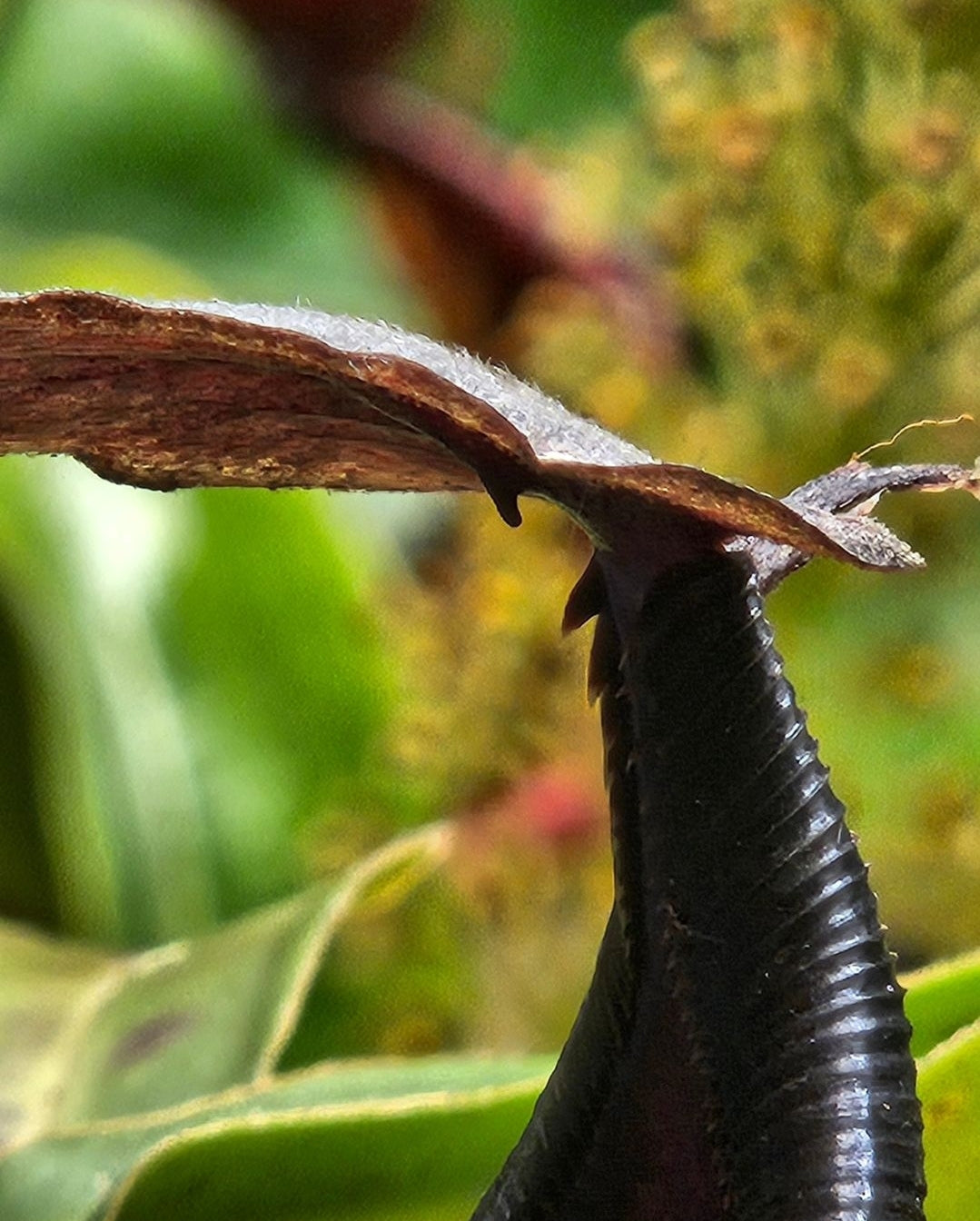 N. lingulata
