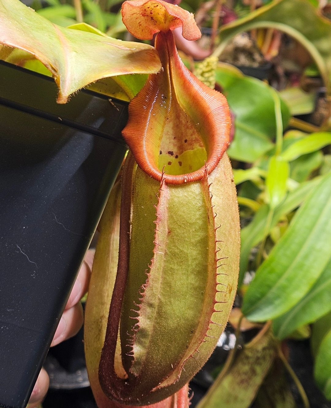 N. 'Red Dragon' x veitchii