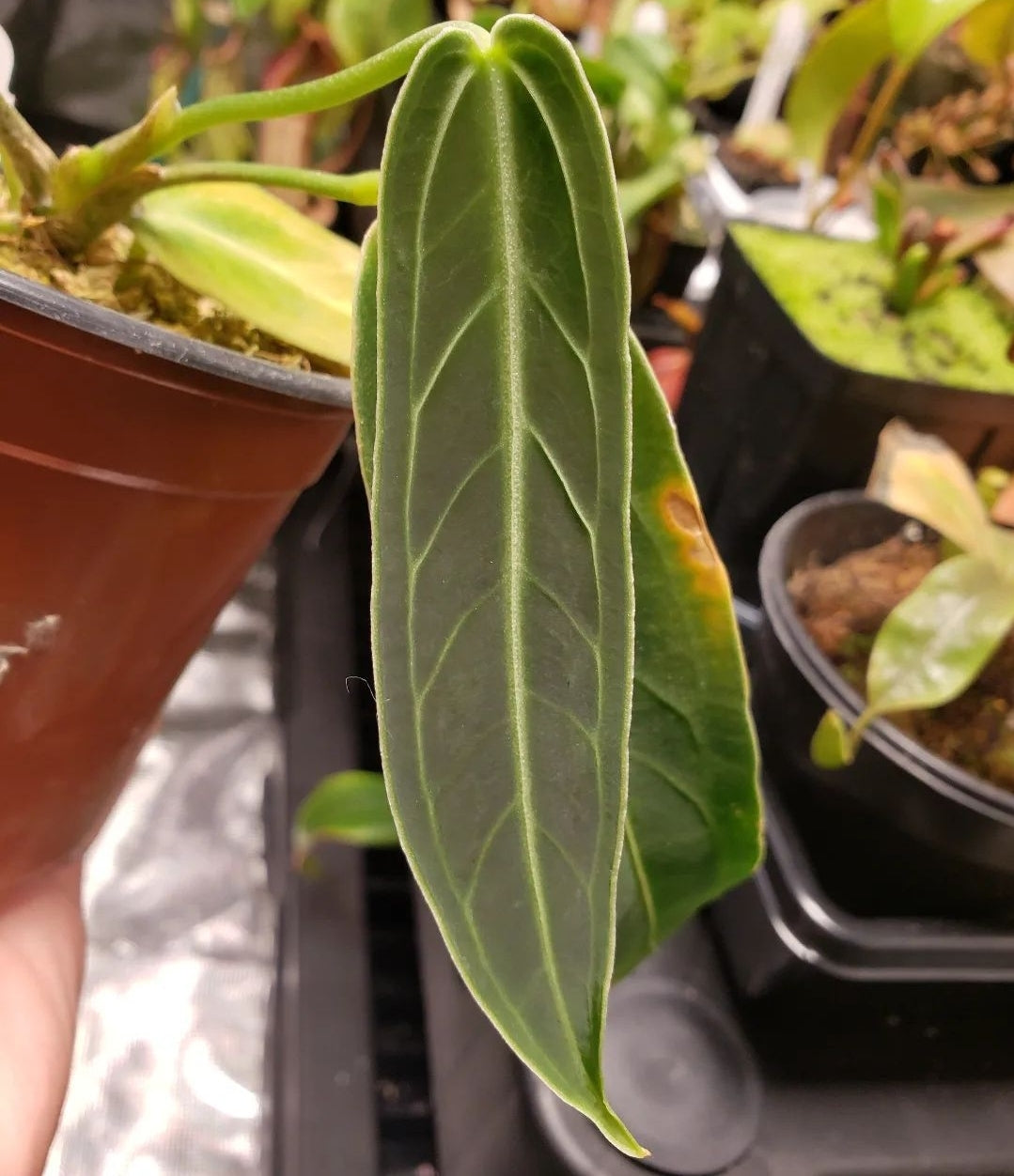 Anthurium warocqueanum