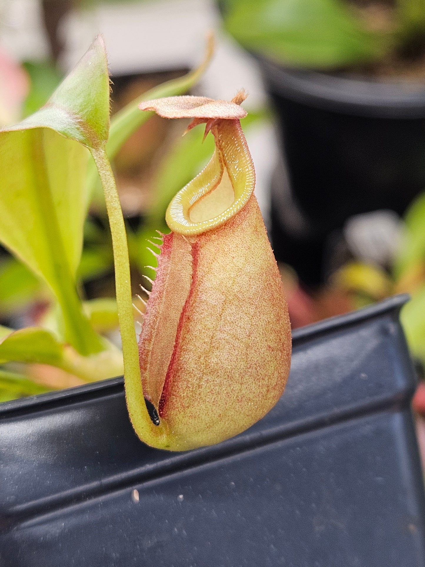 N. bicalcarata