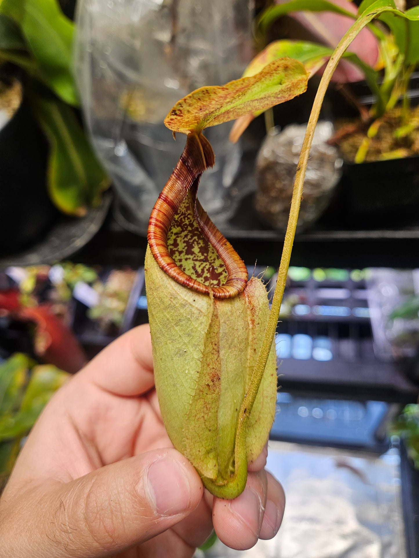 N. rafflesiana 'White' x (Viking x bicalcarata)