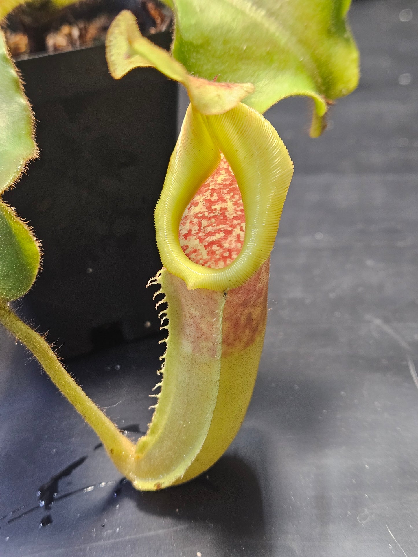 N. veitchii x maxima