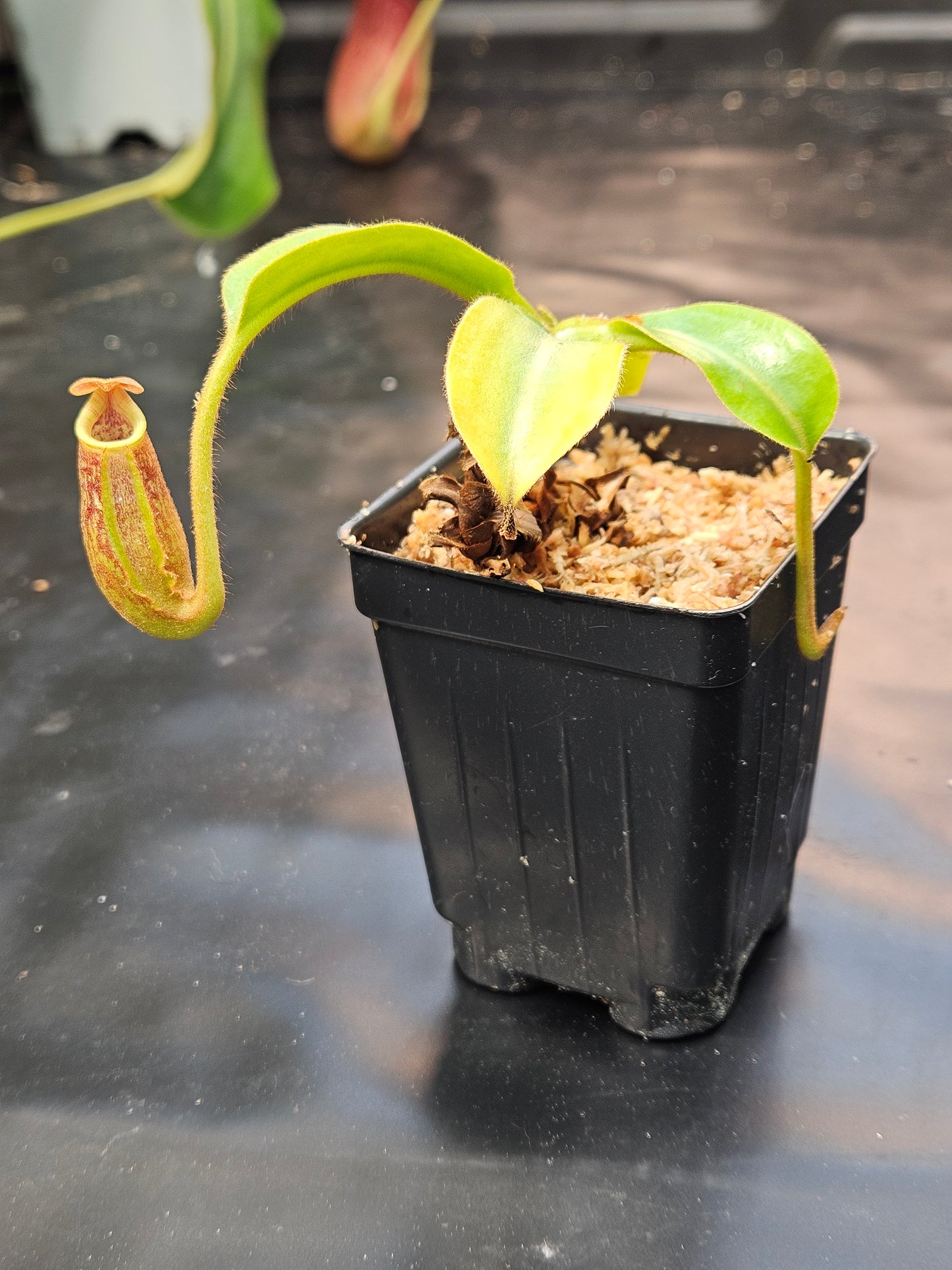 N. LBV x (lowii x Gothica WP)