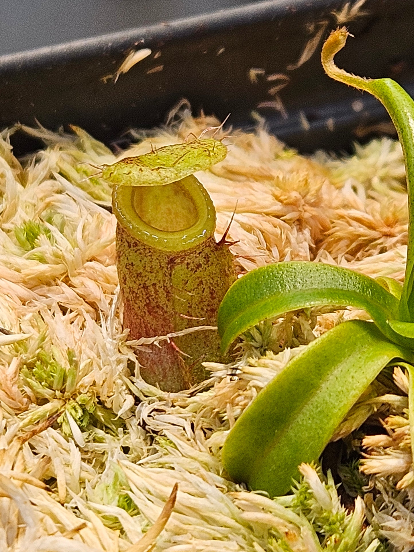 N. ventricosa x undulatifolia