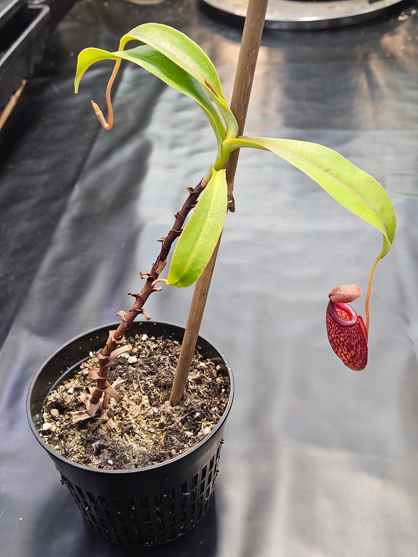 N. talangensis x (veitchii x boschiana)