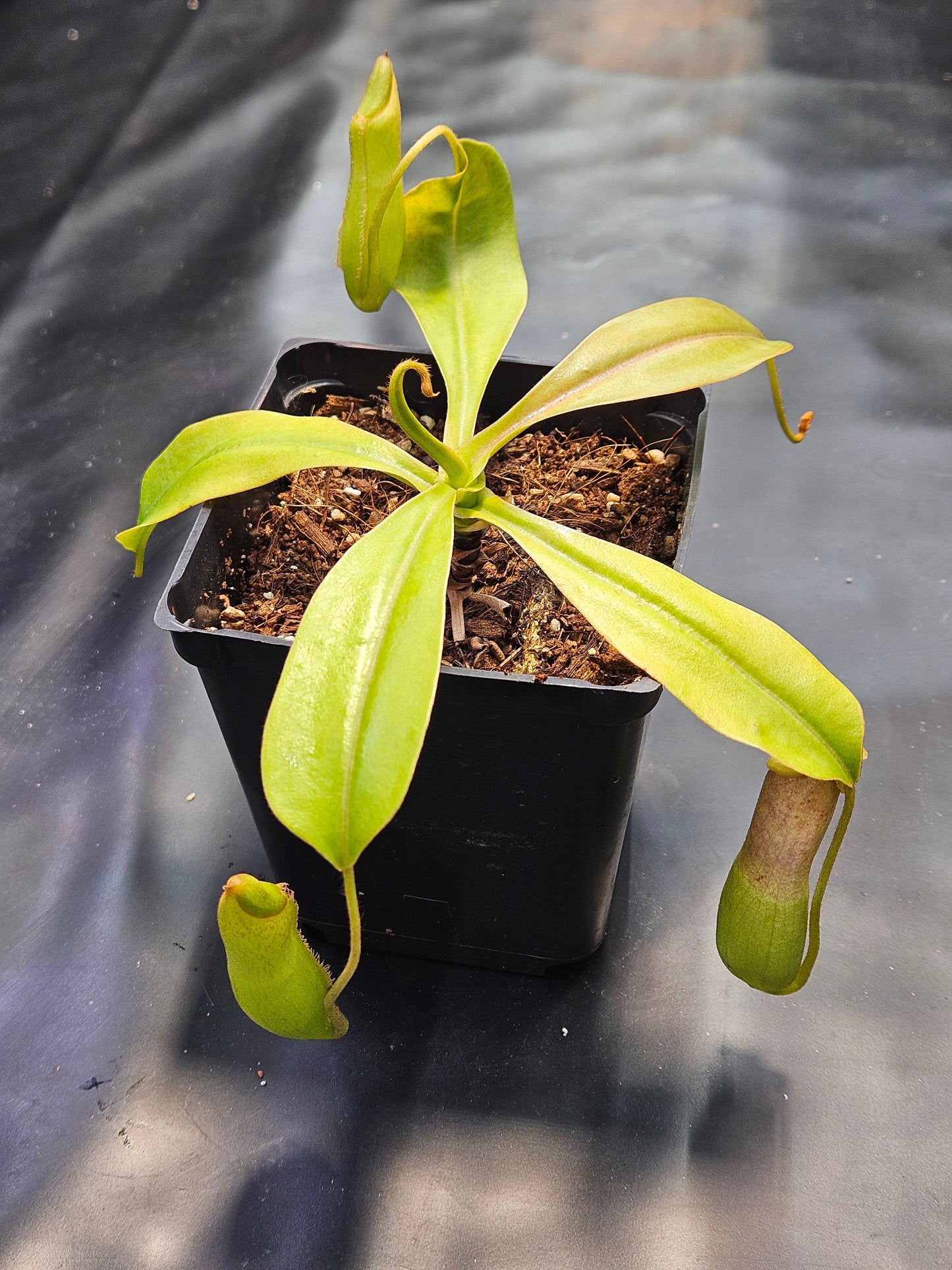 N. ventricosa x Tiveyi