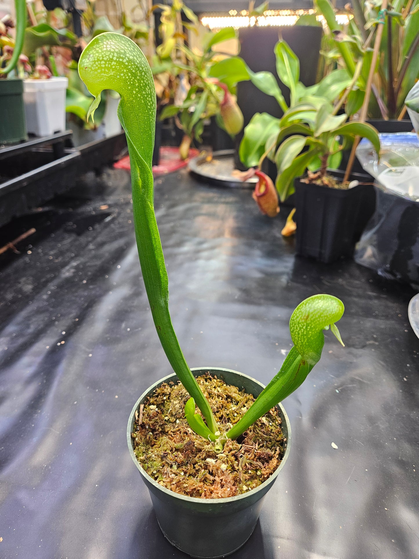 Darlingtonia californica #1