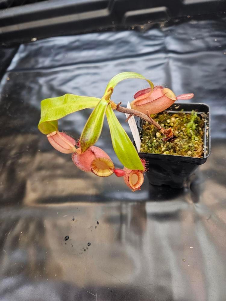 N. ampullaria 'Black Miracle'