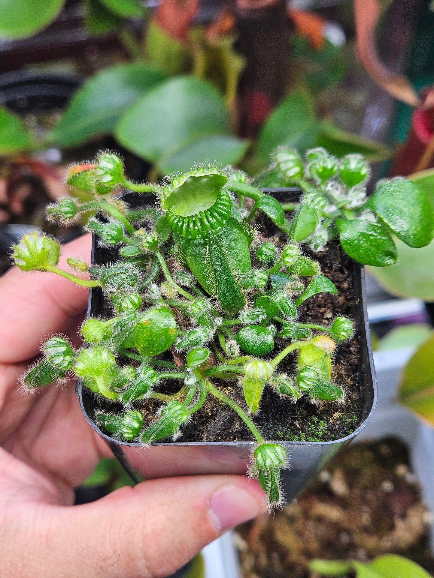 C. follicularis 'Hummer's Giant'