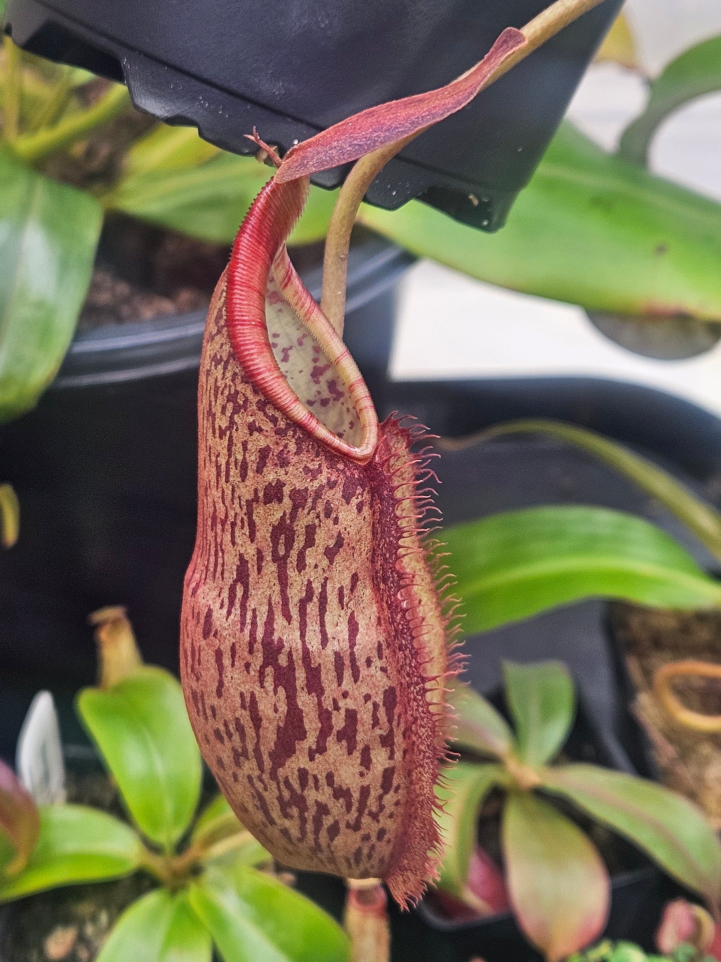 N. spectabilis x ventricosa