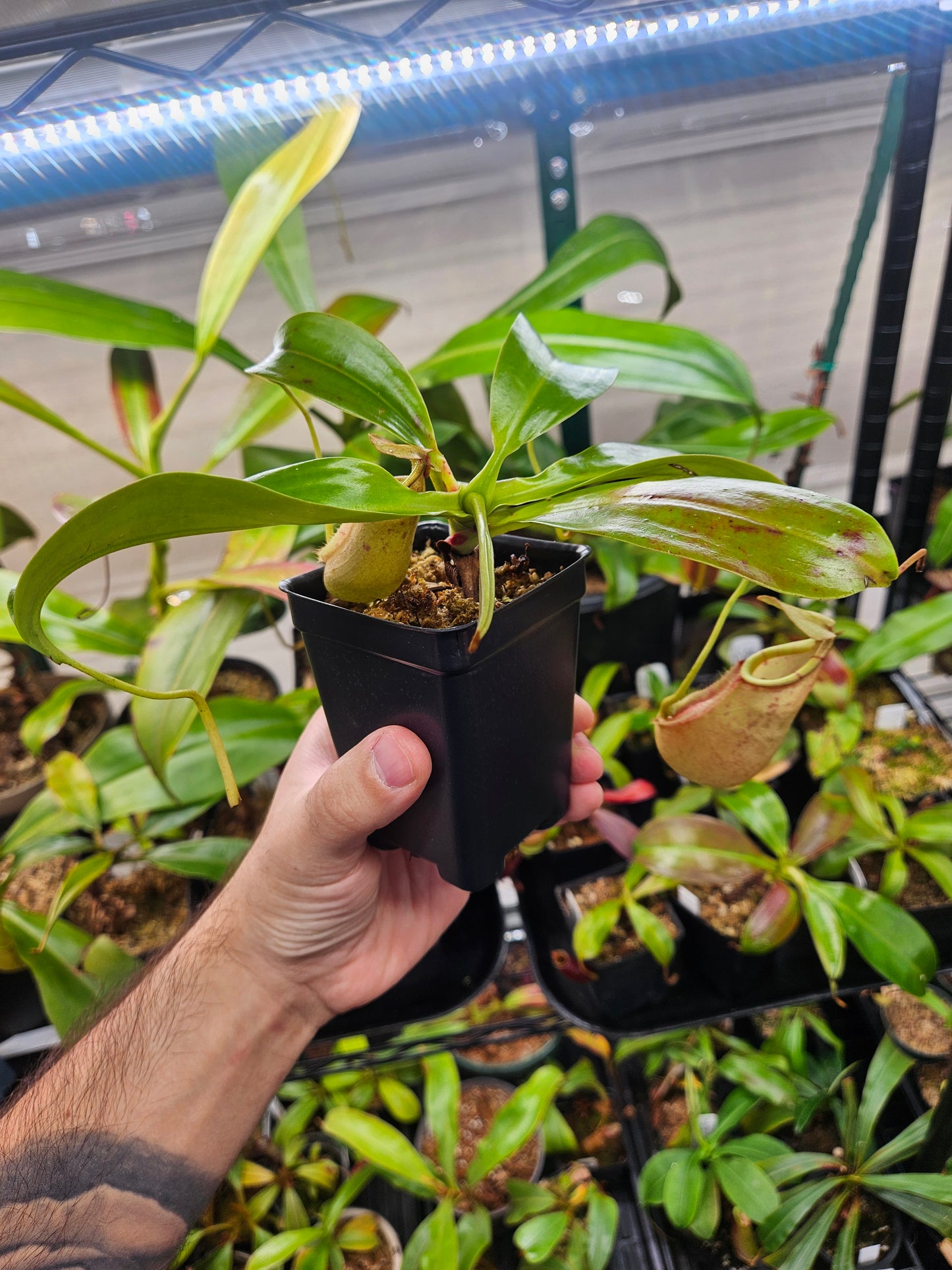 N. bicalcarata x northiana