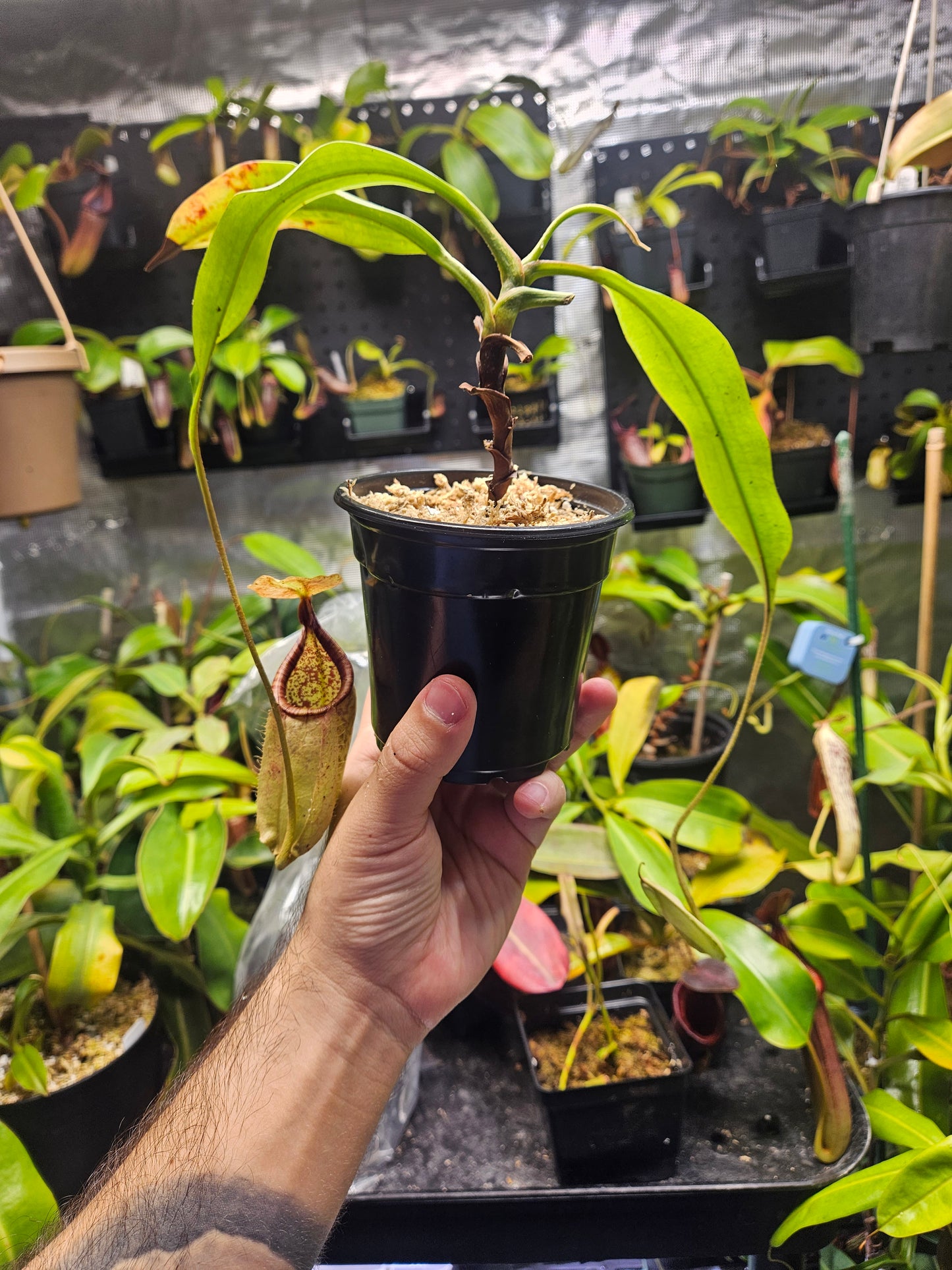 N. rafflesiana 'White' x (Viking x bicalcarata)